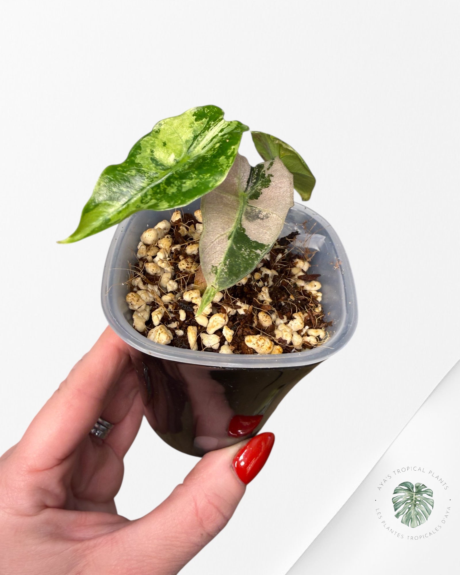 Alocasia Polly Pink panachée | Plante TC rare | Plantes tropicales d'Aya