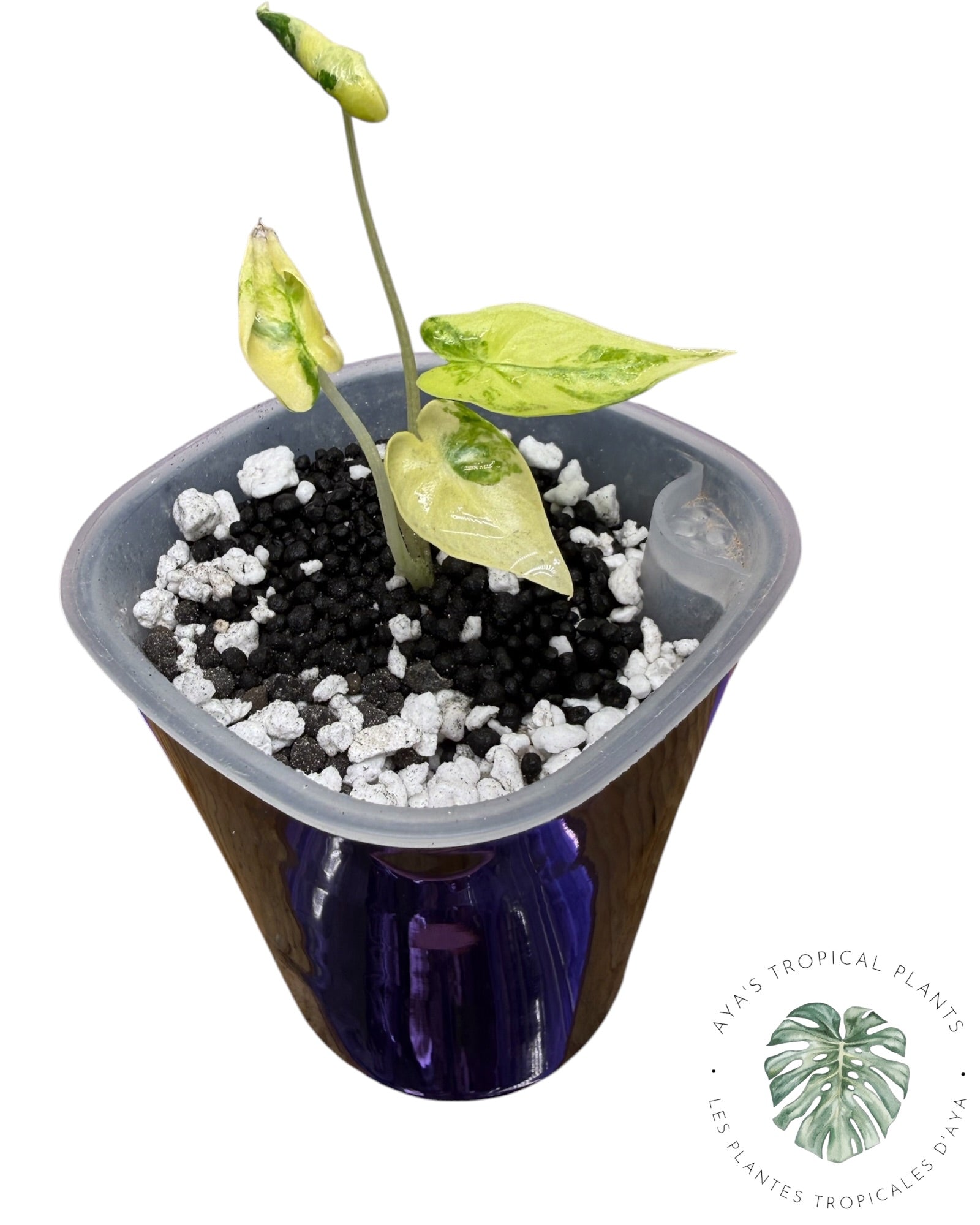 Alocasia Shock Treatment Variegated