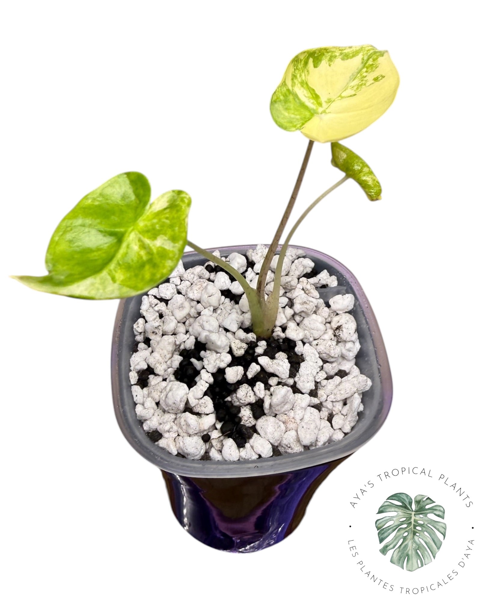 Alocasia Macrorrhizos ‘Shock Treatment’ Aurea Panaché
