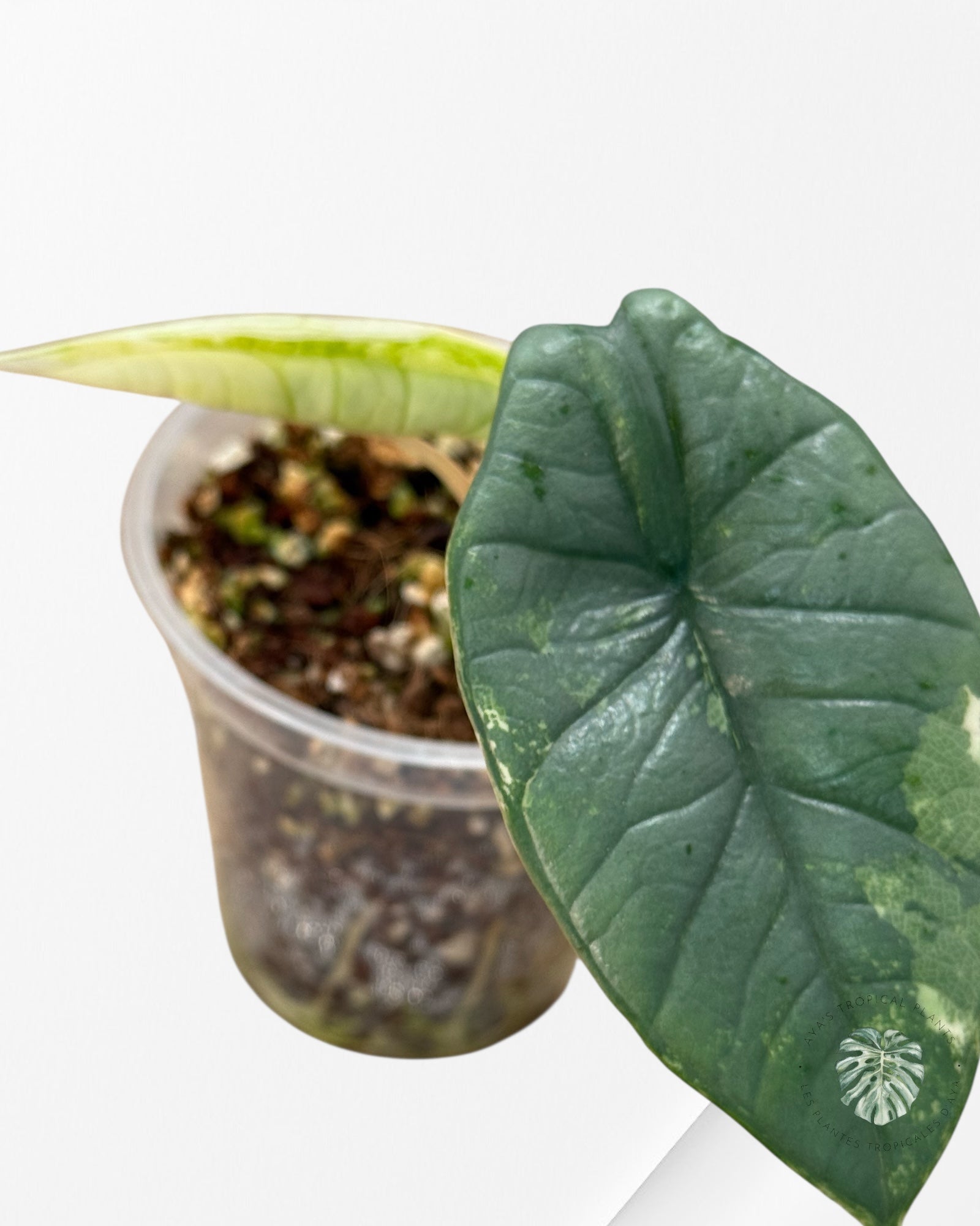 Alocasia Bisma sp. 'Platinum' Albo Variegated | Rare TC Plant| Aya's Tropical Plants