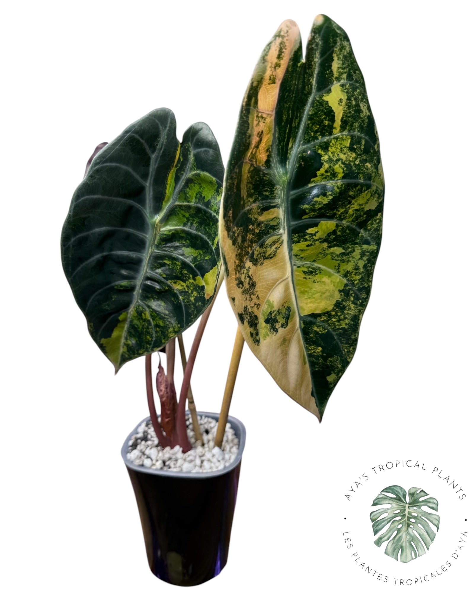 Alocasia Sedenii Aurea Variegated