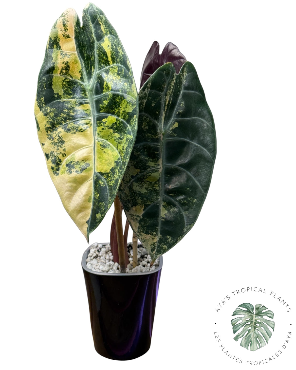 Alocasia Sedenii Aurea Variegated