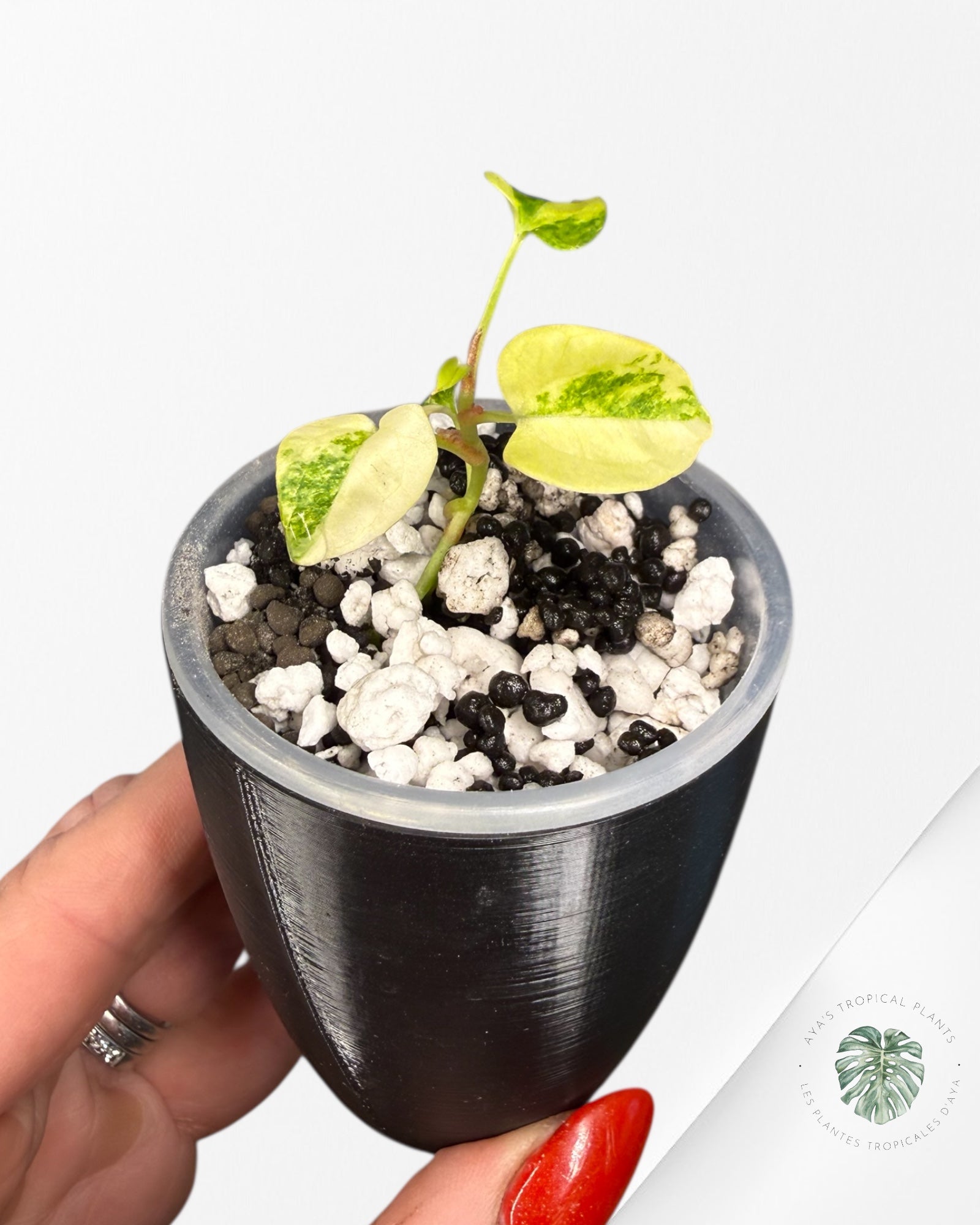 Anthurium Papillilaminum X Magnificum Variegated