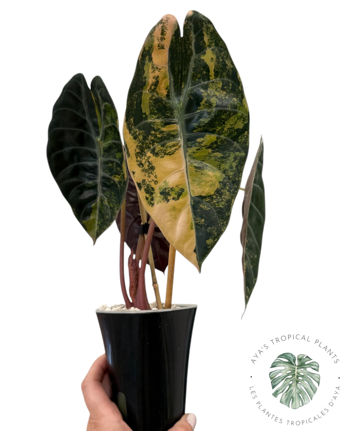 Alocasia Sedenii Aurea Variegated