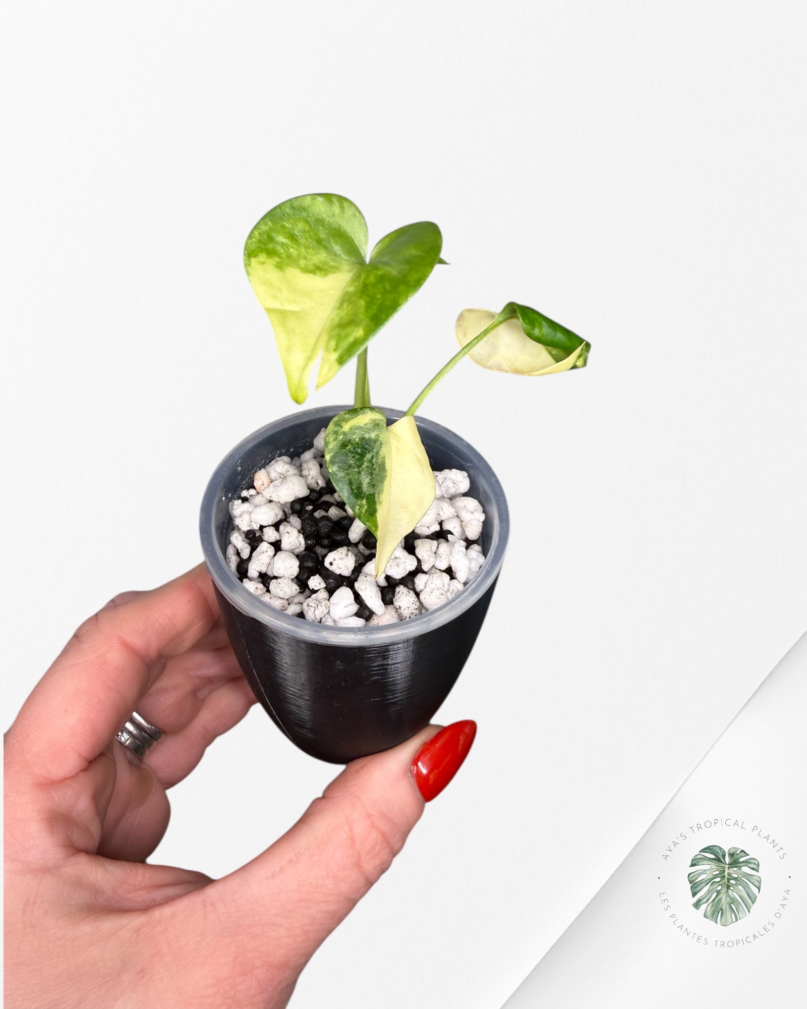 Anthurium Clarinervium Aurea Variegated