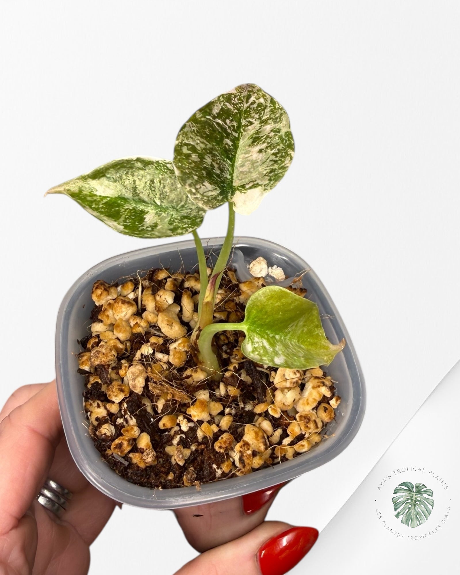 Alocasia Cuprea Albo|Pink Variegated