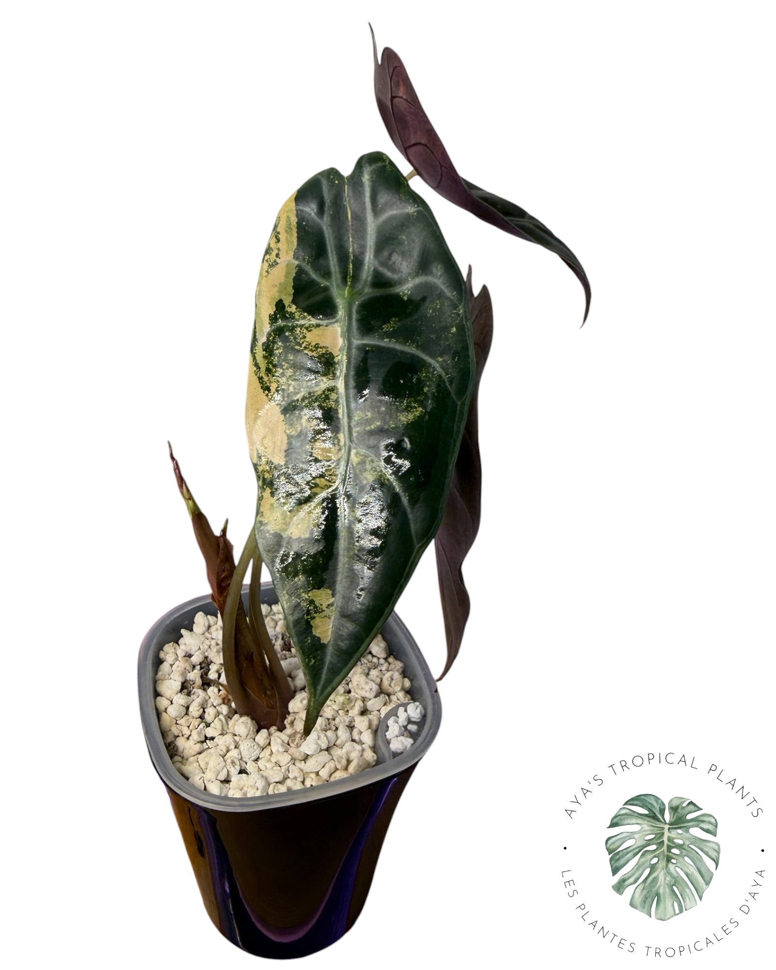 Alocasia Sedenii Aurea Variegated