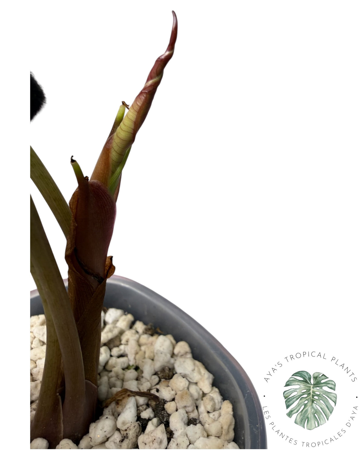 Alocasia Sedenii Aurea Variegated
