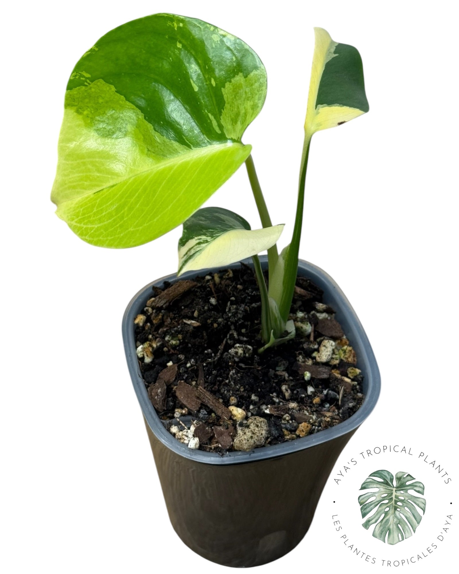 Monstera Deliciosa Pom Pom’