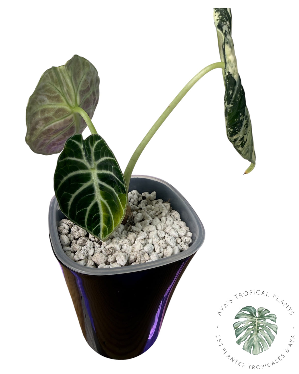 Alocasia Ninja Albo Variegated