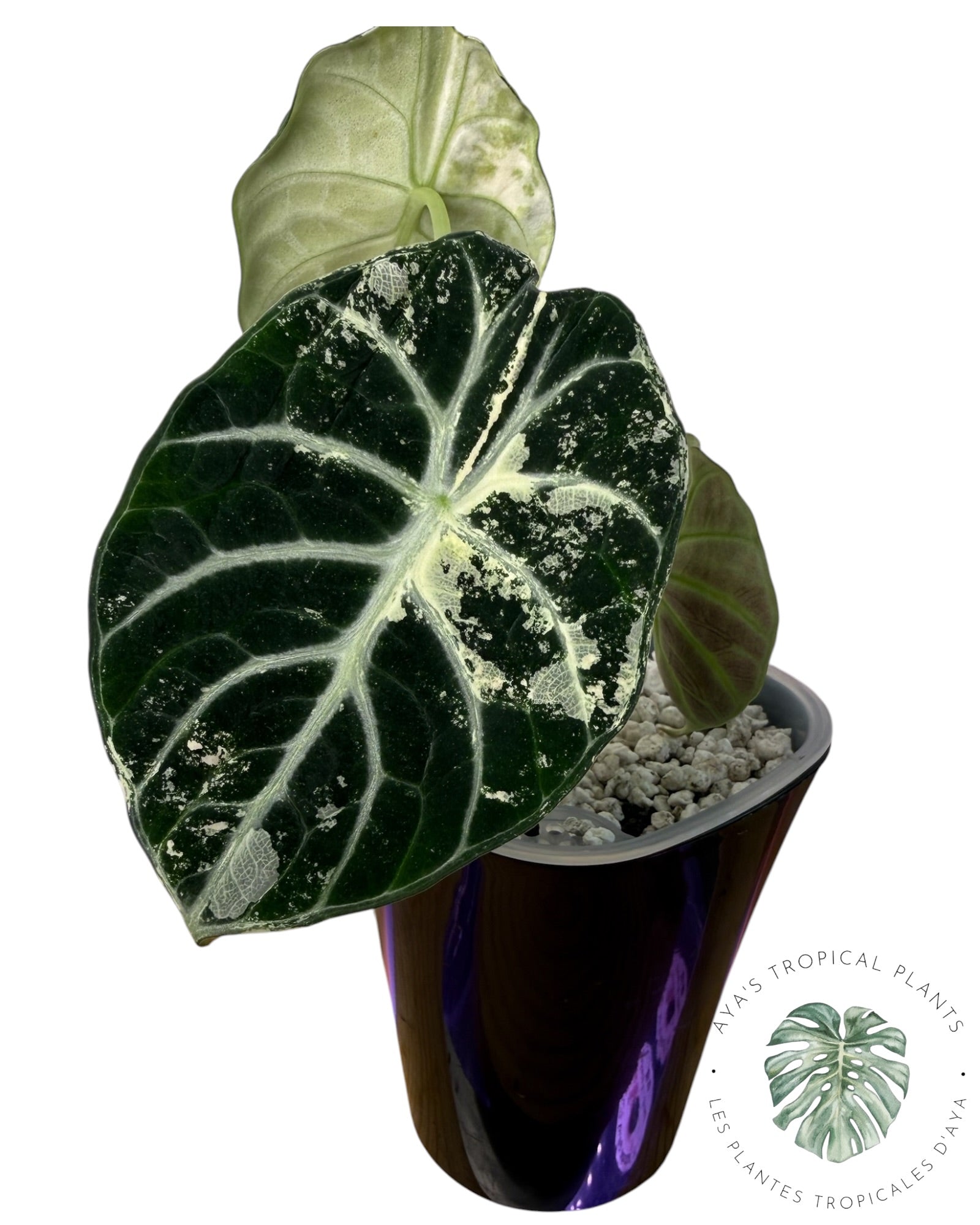 Alocasia Ninja Albo Variegated
