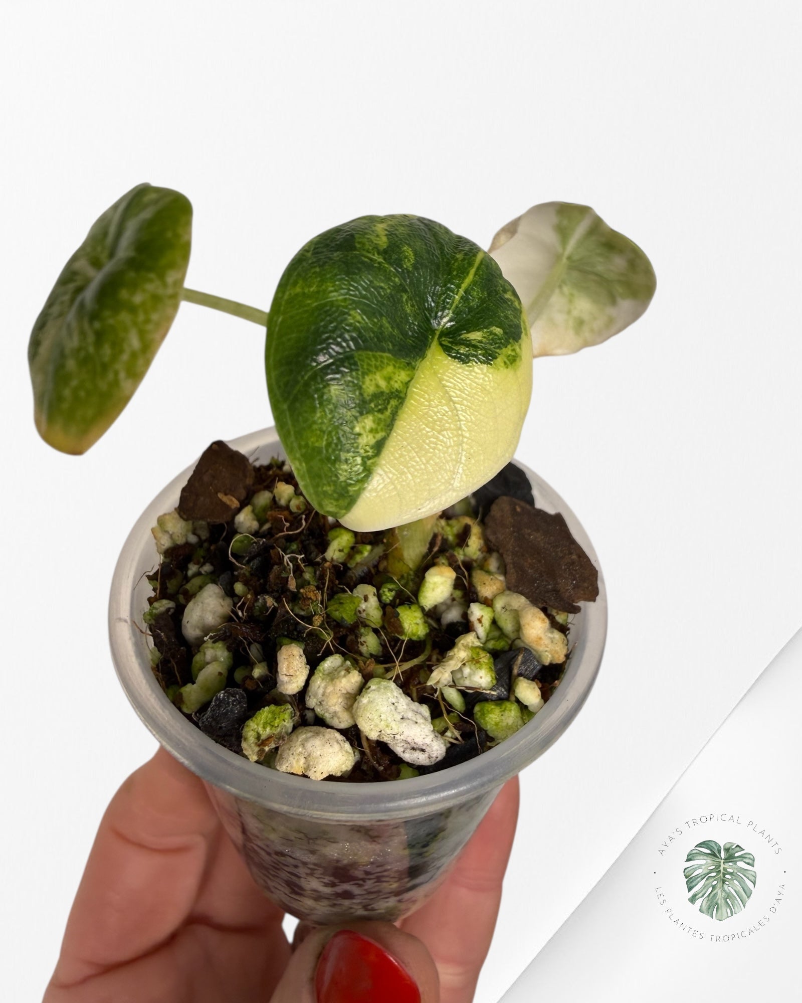 Alocasia Melo Aurea Variegated