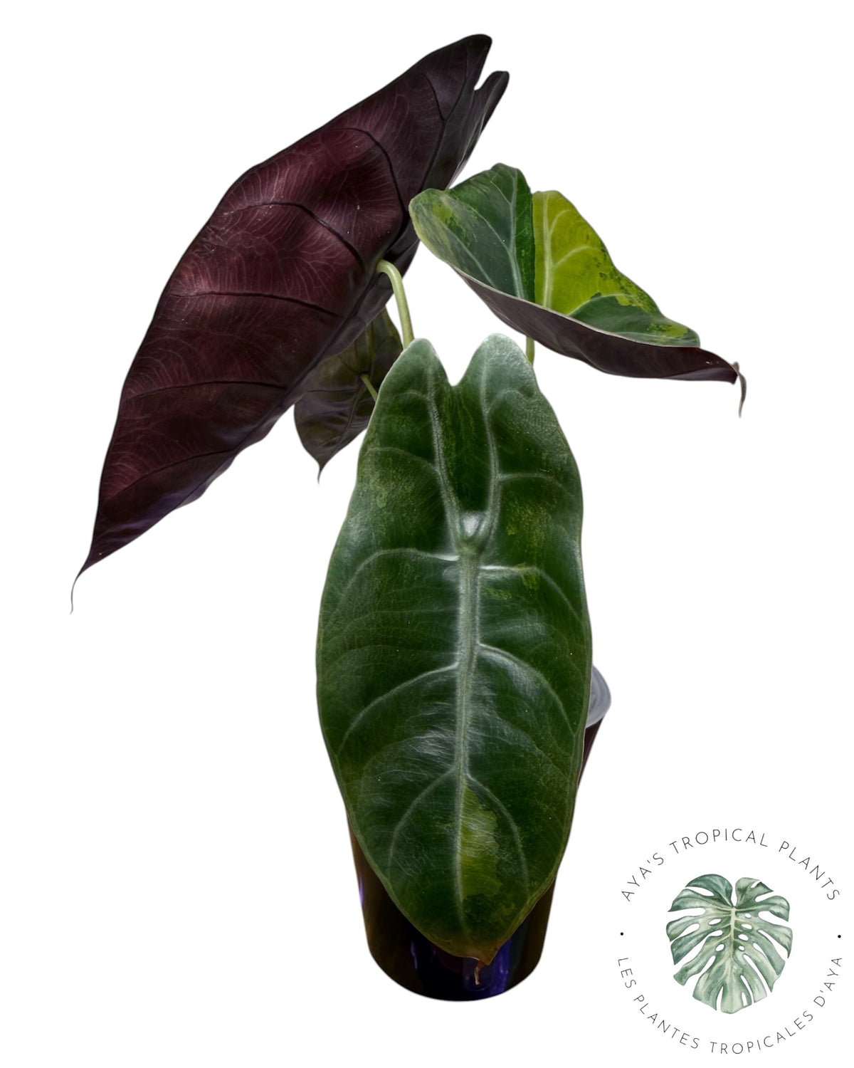 Alocasia Suhirmaniana Aurea