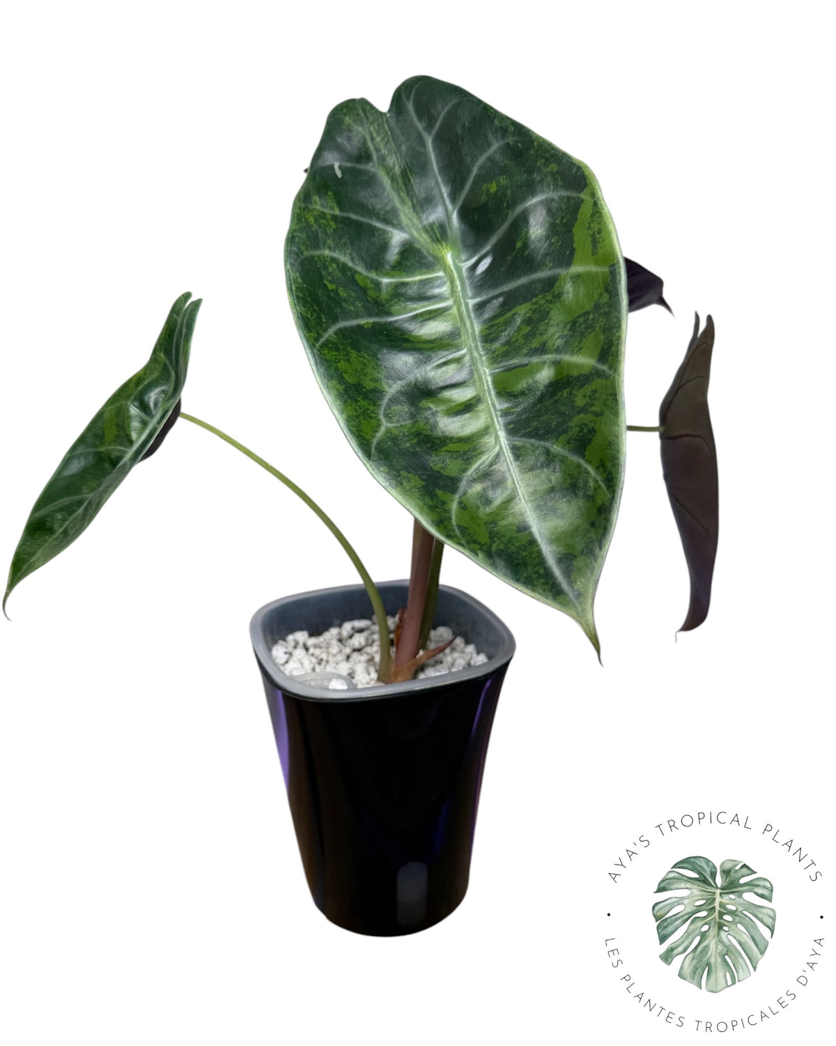 Alocasia Suhirmaniana Aurea