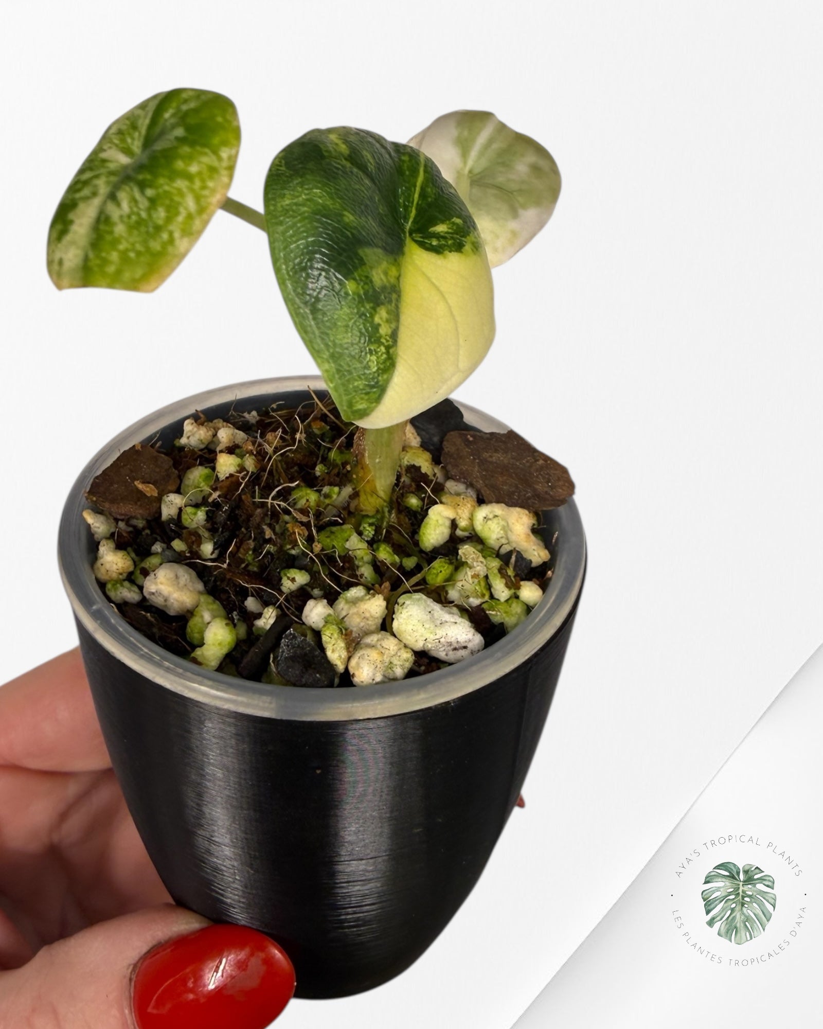 Alocasia Melo Aurea Variegated