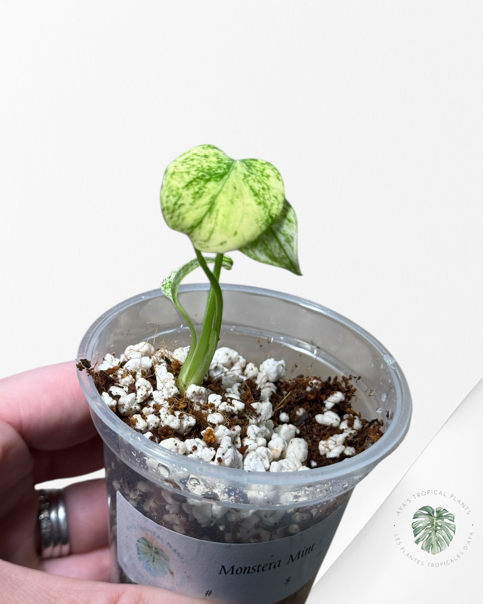 Monstera Mint | Rare TC Plant | Aya's Tropical Plants
