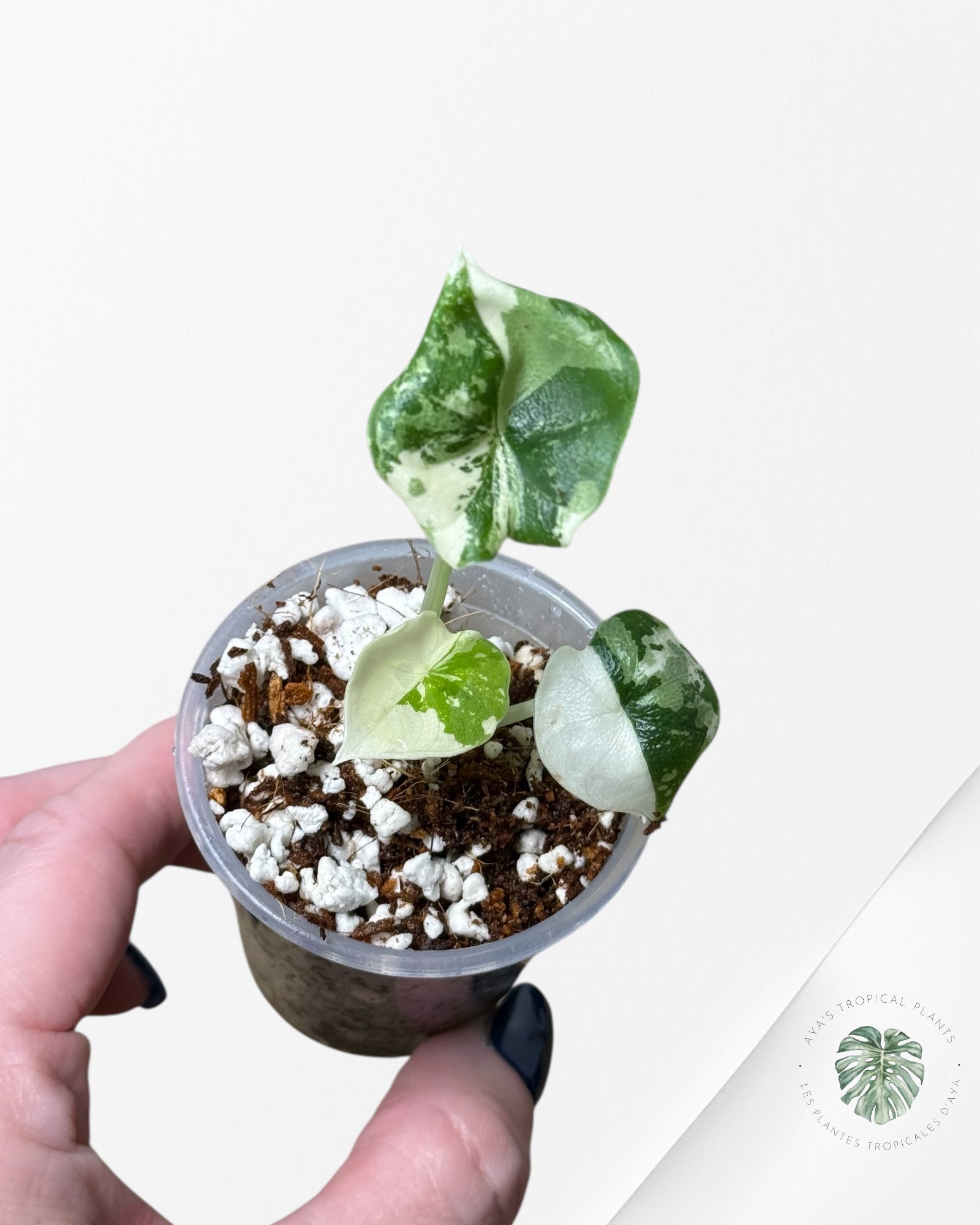 Alocasia Melo Variegated Albo| Rare TC Plant| Aya's Tropical Plants