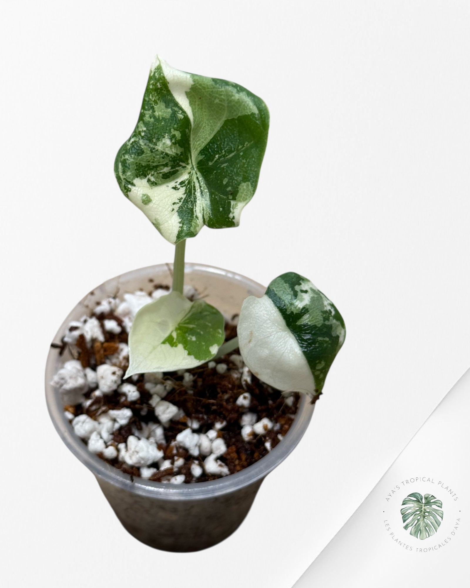 Alocasia Melo Variegated Albo| Rare TC Plant| Aya's Tropical Plants