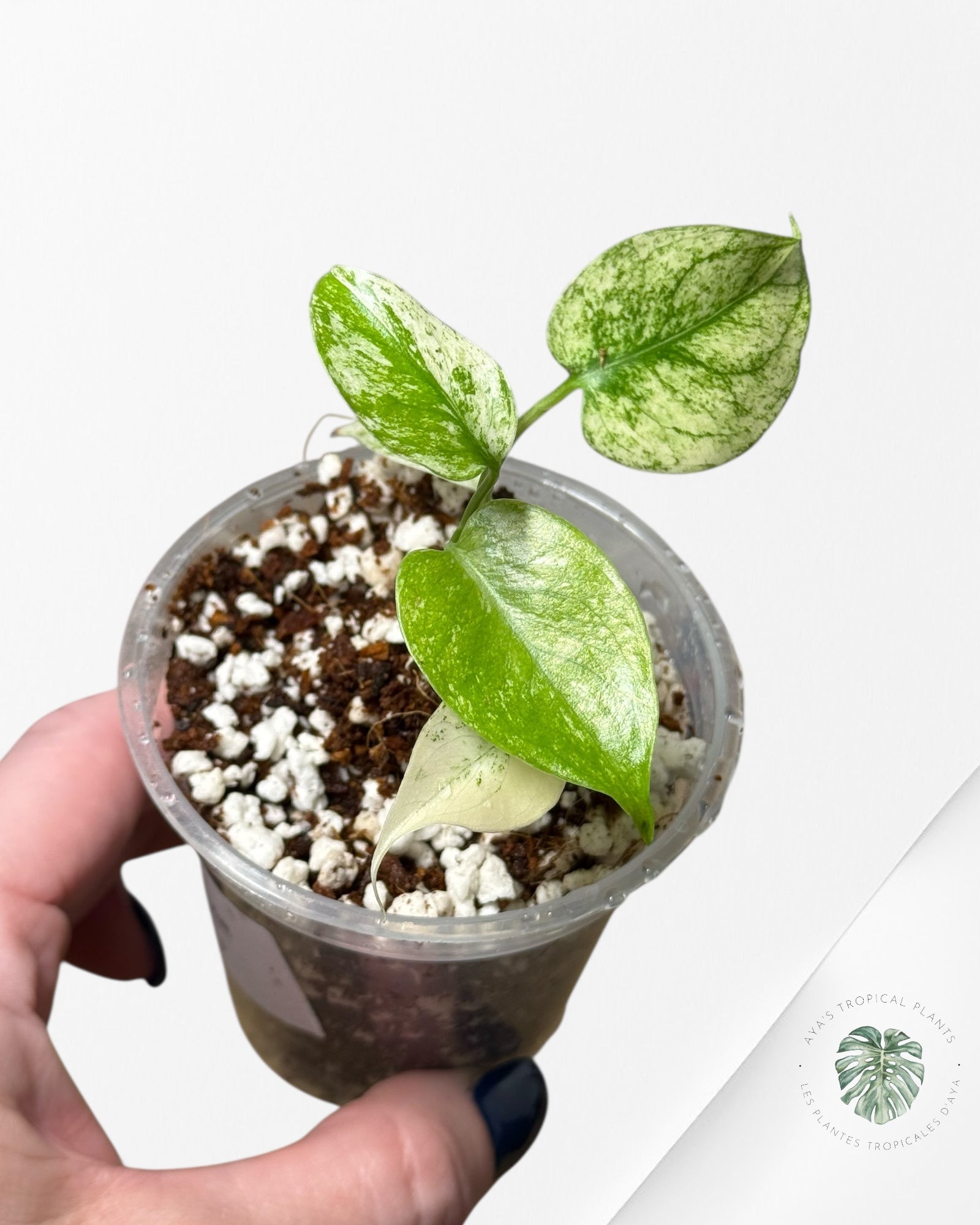 Monstera Mint| Rare TC Plant | Aya's Tropical Plants