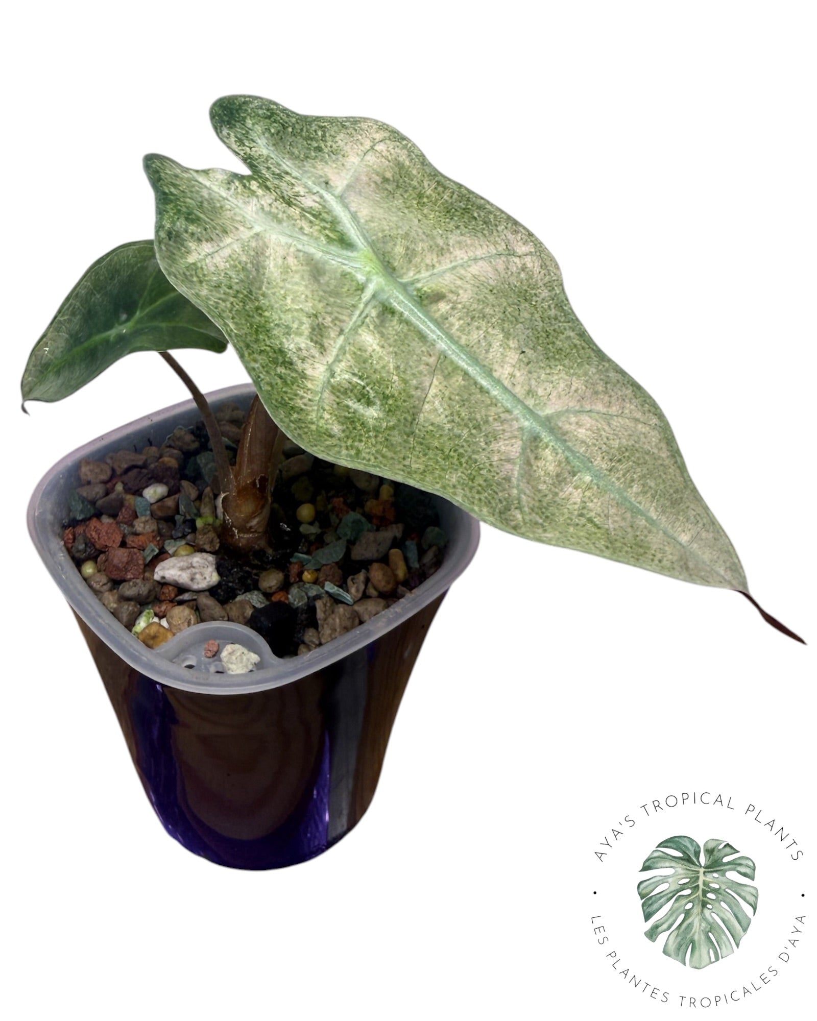 Alocasia Polly Lava Variégata