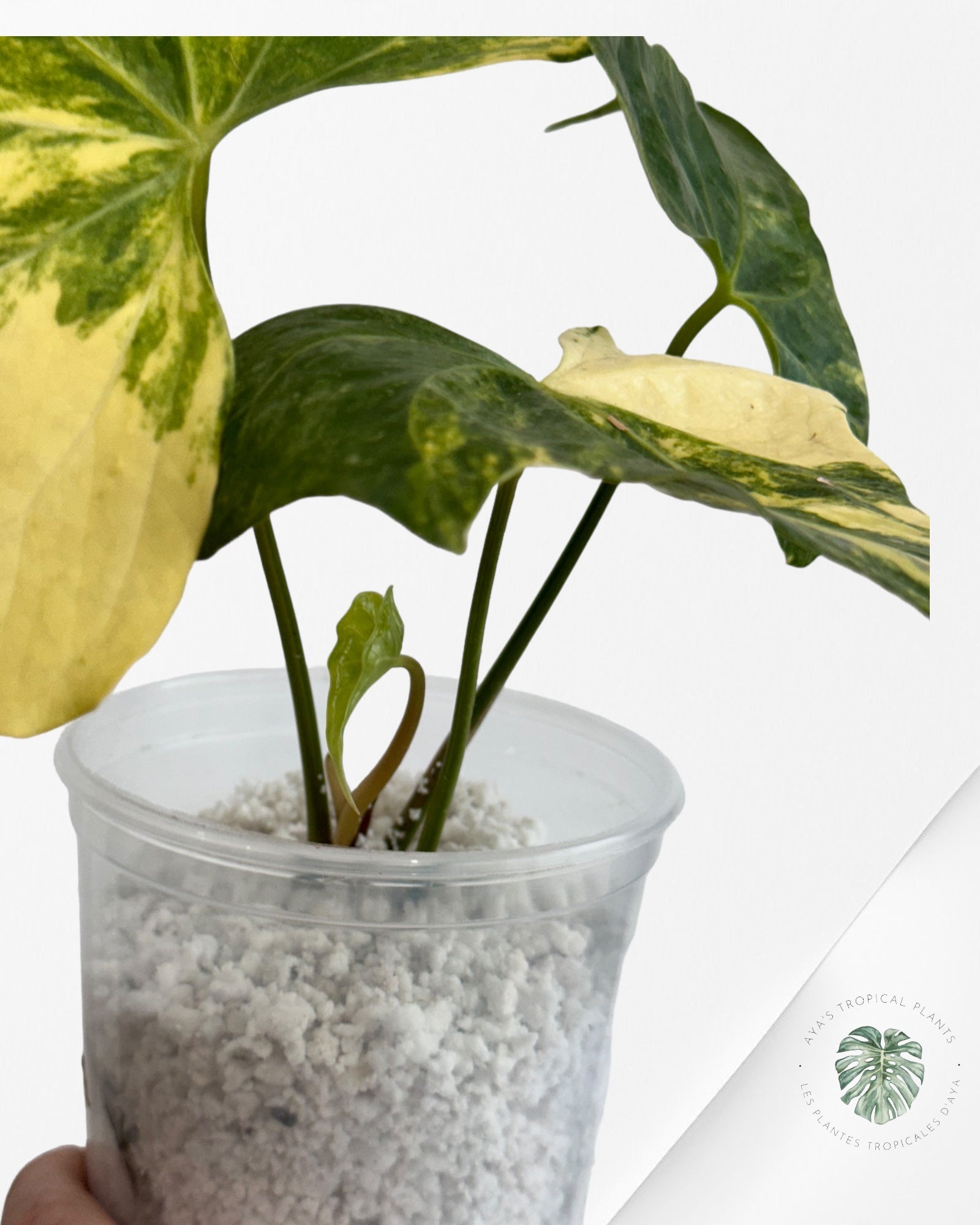 Anthurium Pterodactyl Variagated