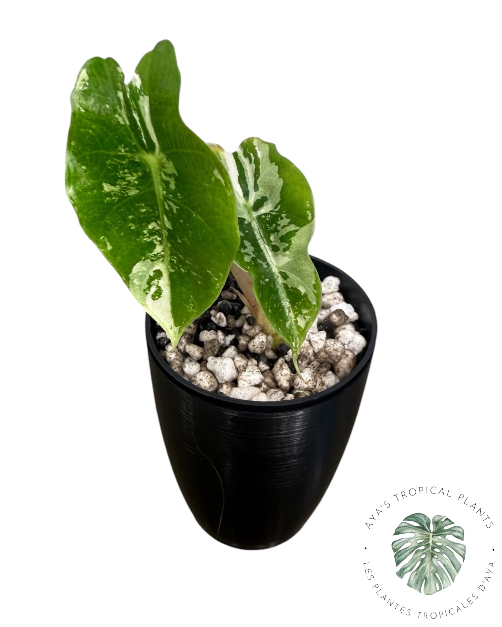 Alocasia Polly Pink Snowflake