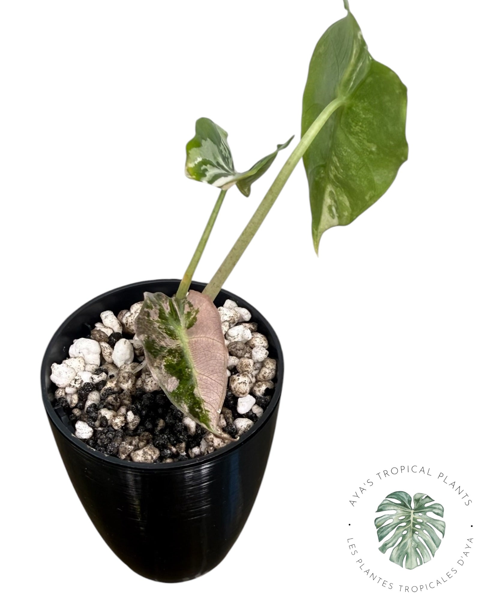 Alocasia Polly Pink Snowflake