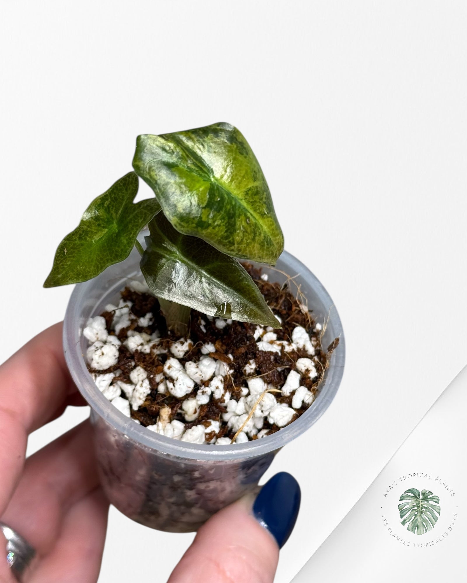 Alocasia Nobilis Variegated Aurea| Rare TC Plant| Aya's Tropical Plants