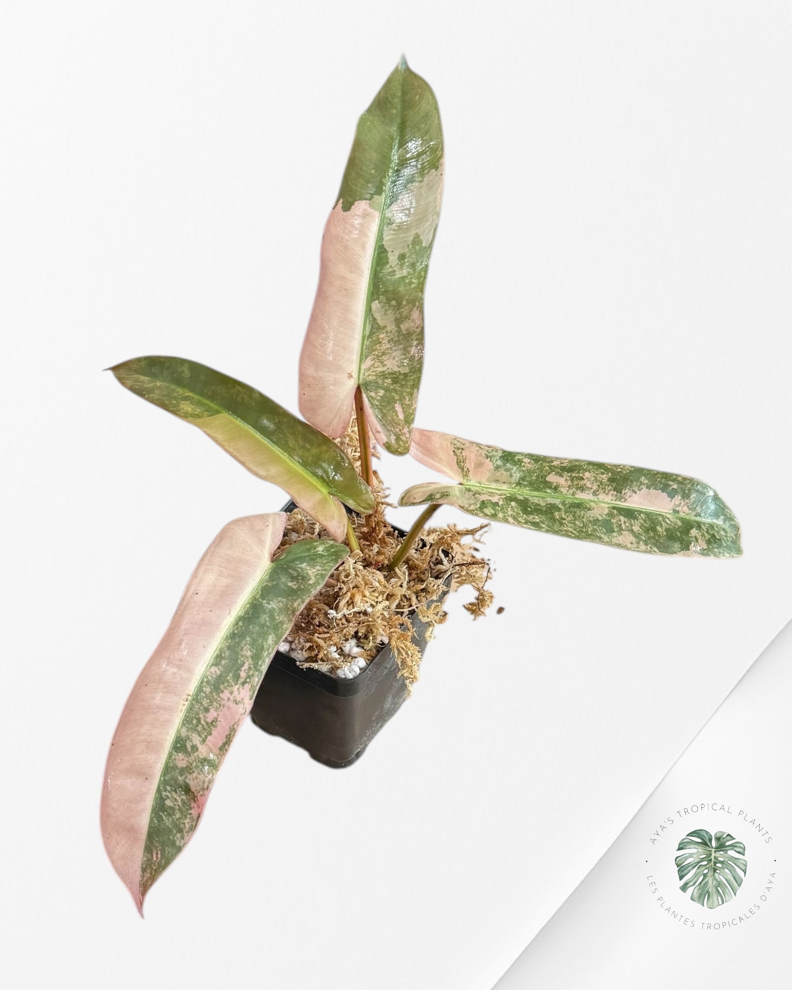 Philodendron Atabapoense Pink Variegated -