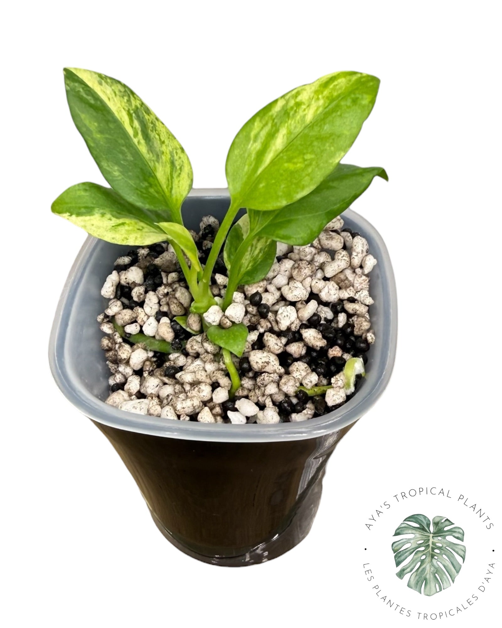 Anthurium Vittarifolium Variegated