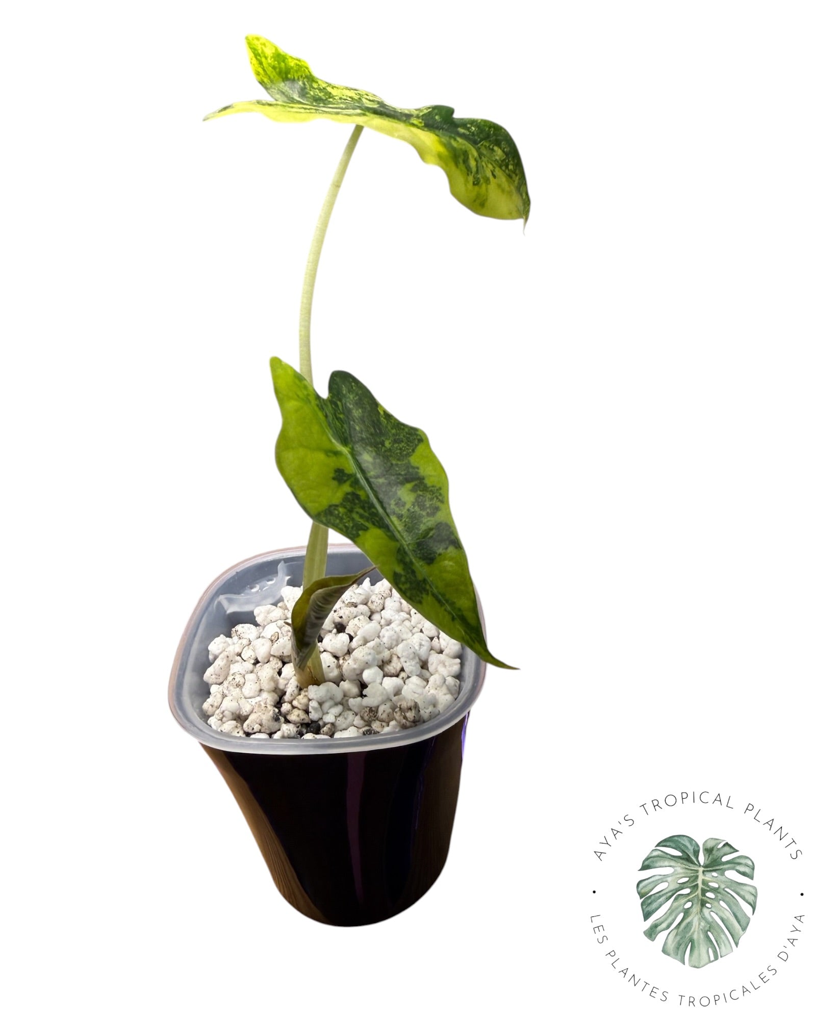 Alocasia Sanderiana ‘Bull’ Aurea Variegated