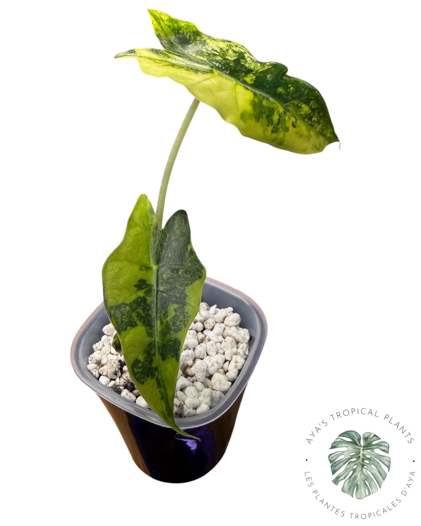 Alocasia Sanderiana ‘Bull’ Aurea Variegated
