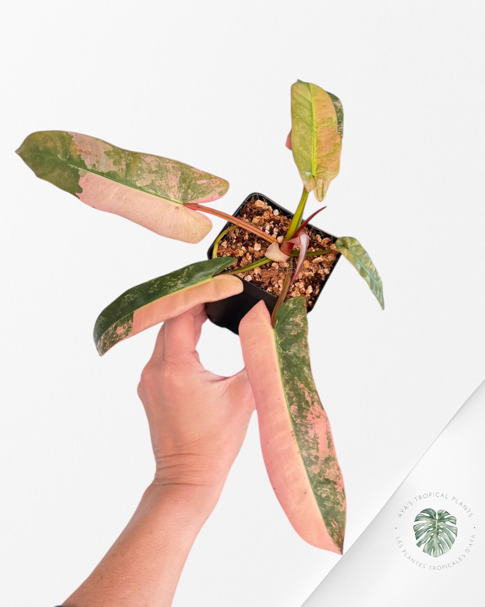 Philodendron Atabapoense Pink Variegated | Rare Aroid| Aya's Tropical Plants