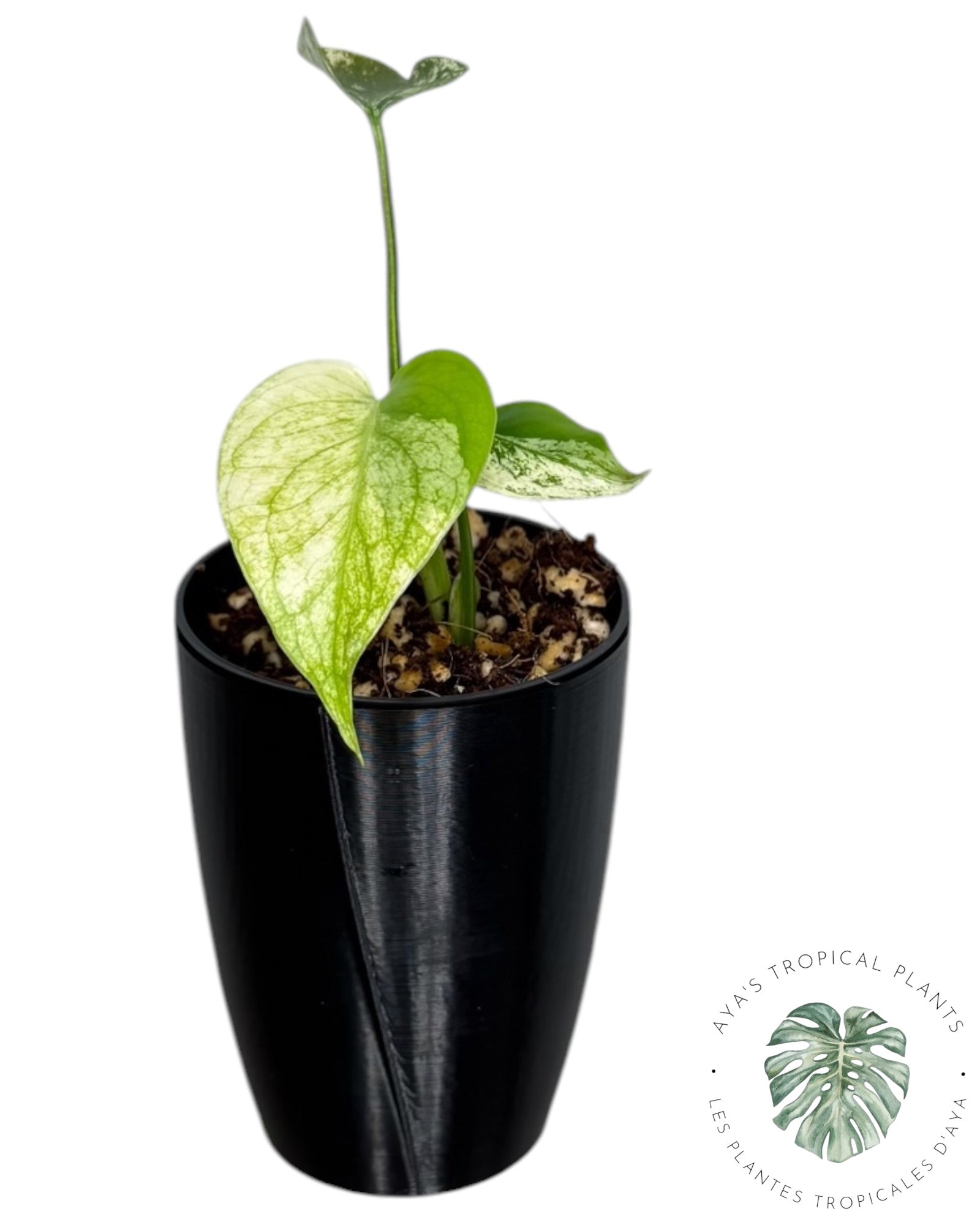 Monstera White Monster