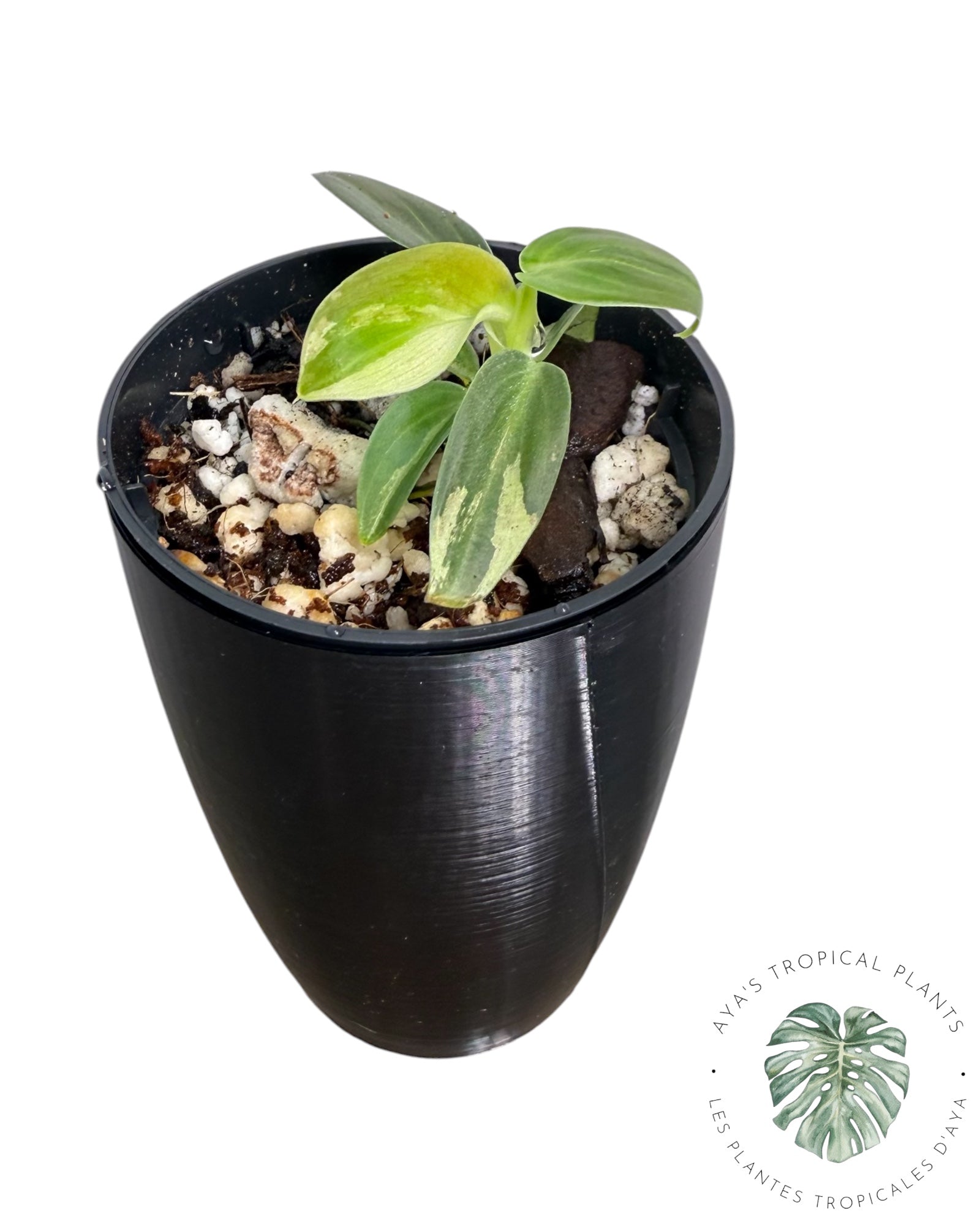 Philodendron Melanochrysum Variegated