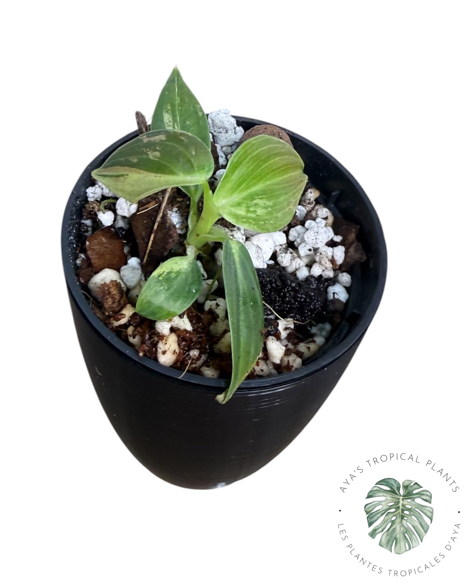 Philodendron Melanochrysum Variegated