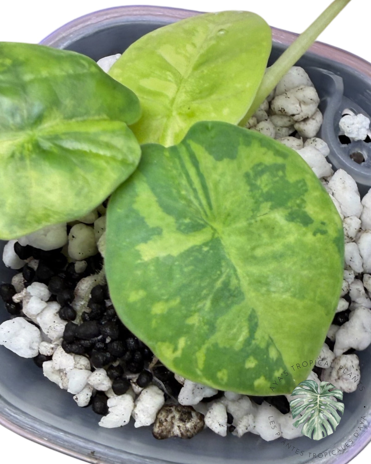 Alocasia Reginae Aurea