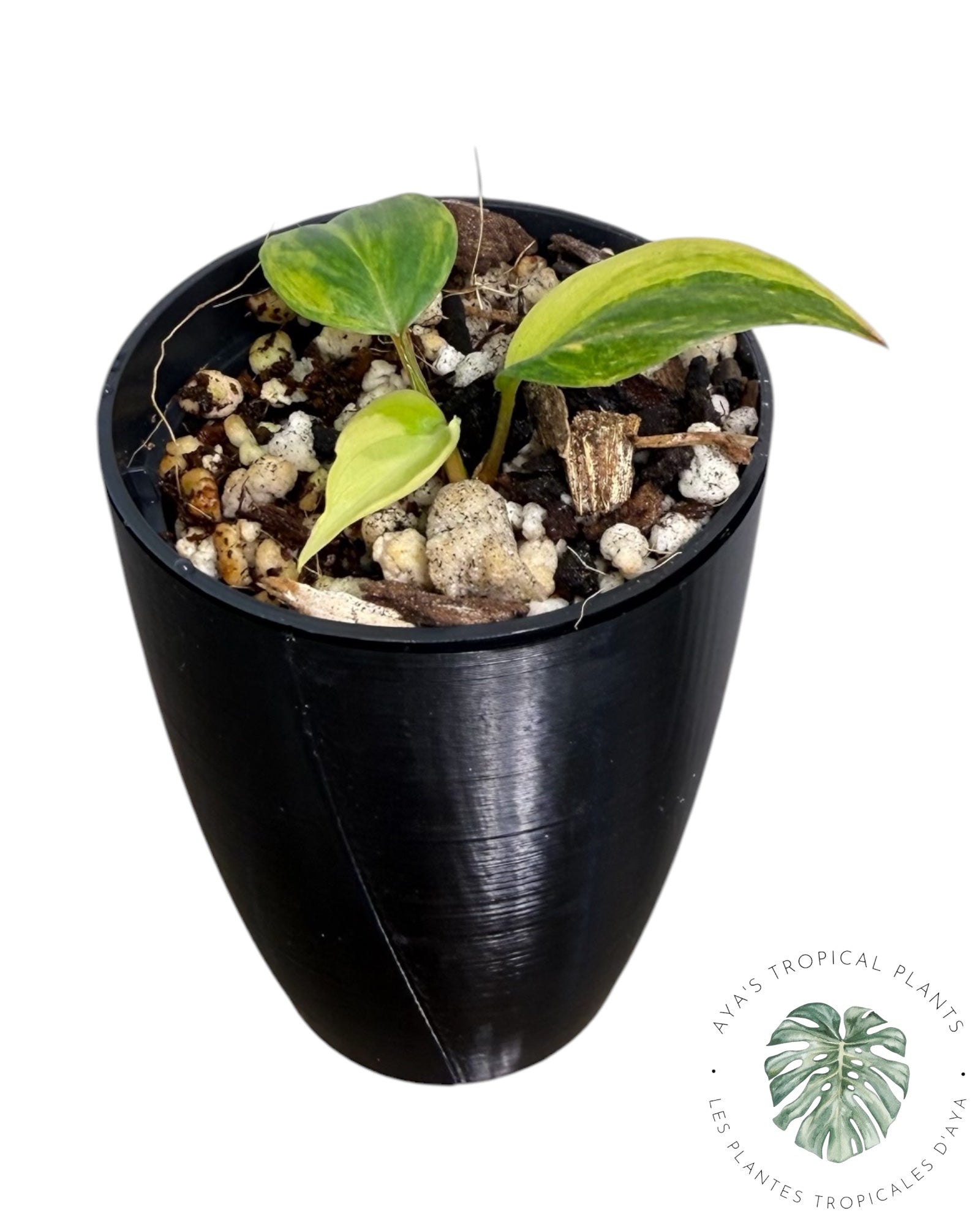 Philodendron Micans Variegated ( Grade A)