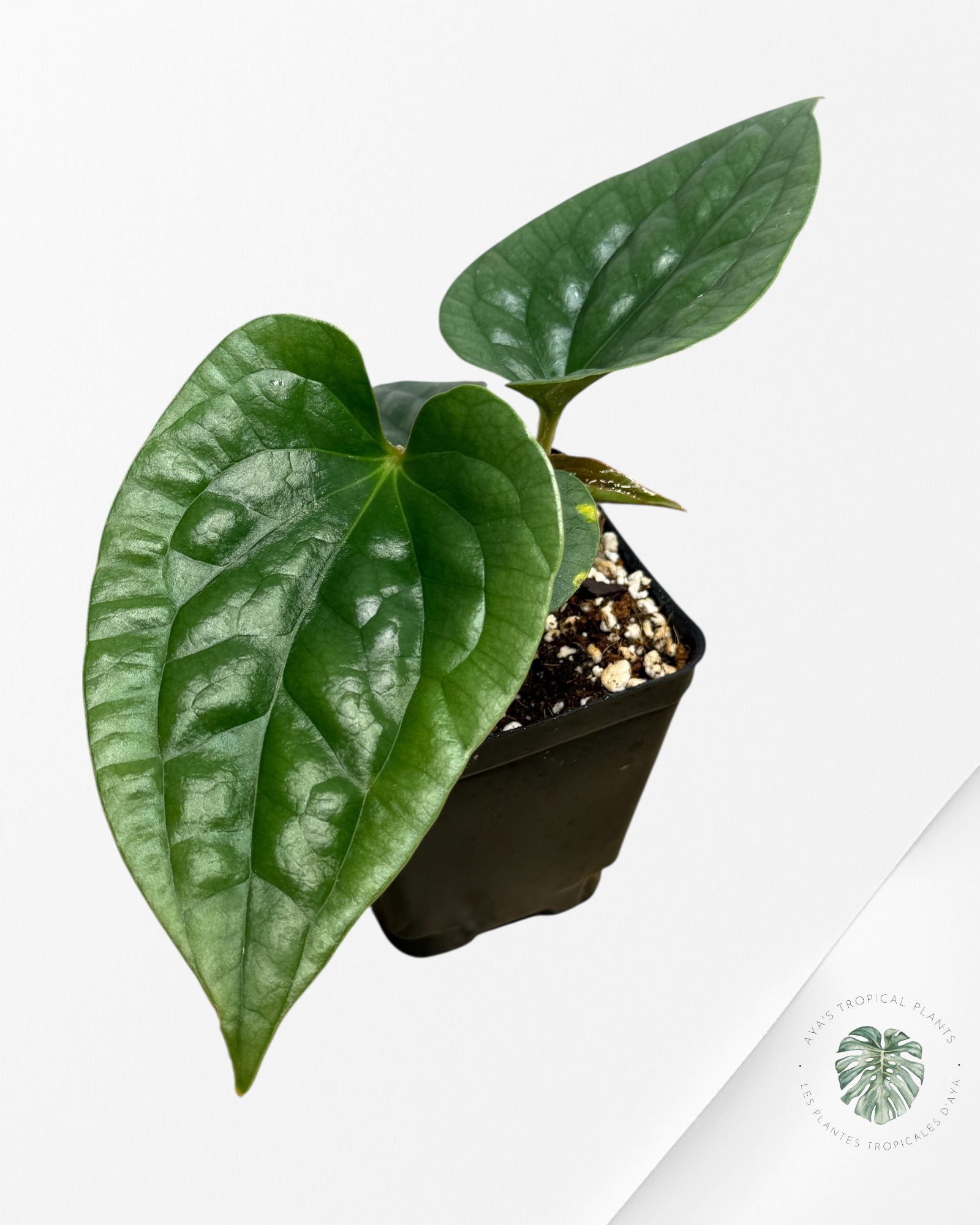 Anthurium luxurians 'Platinum' B