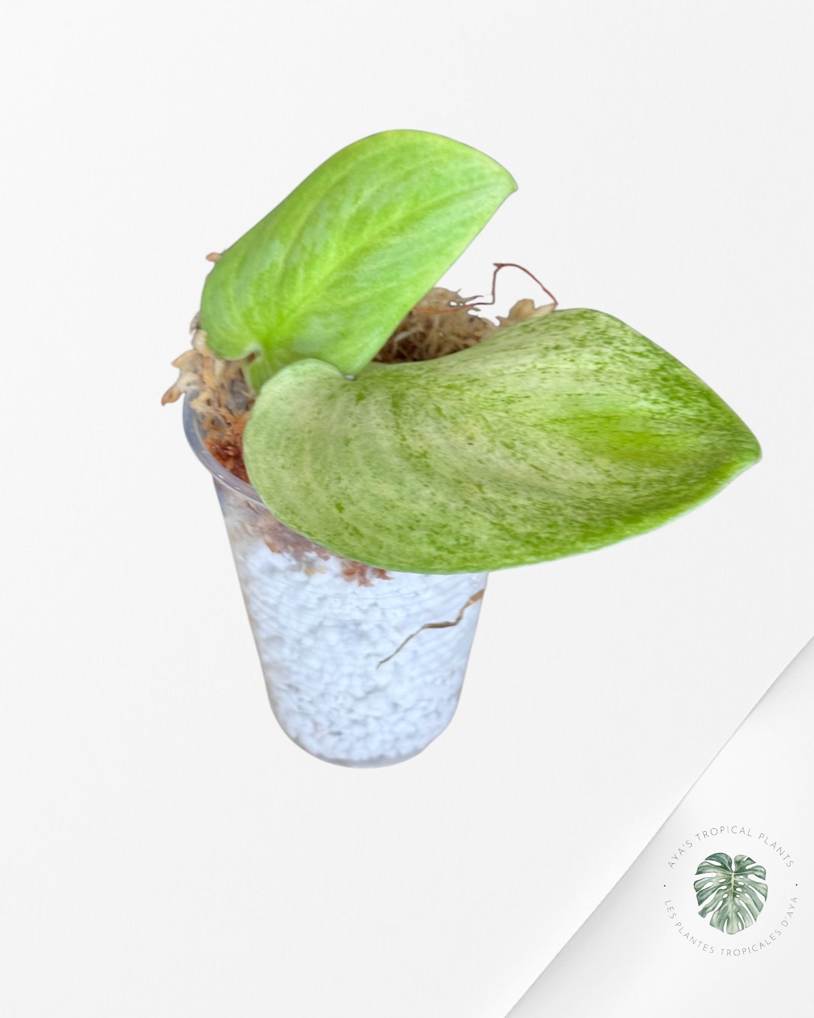 Scindapsus Lemon Lime-DI1