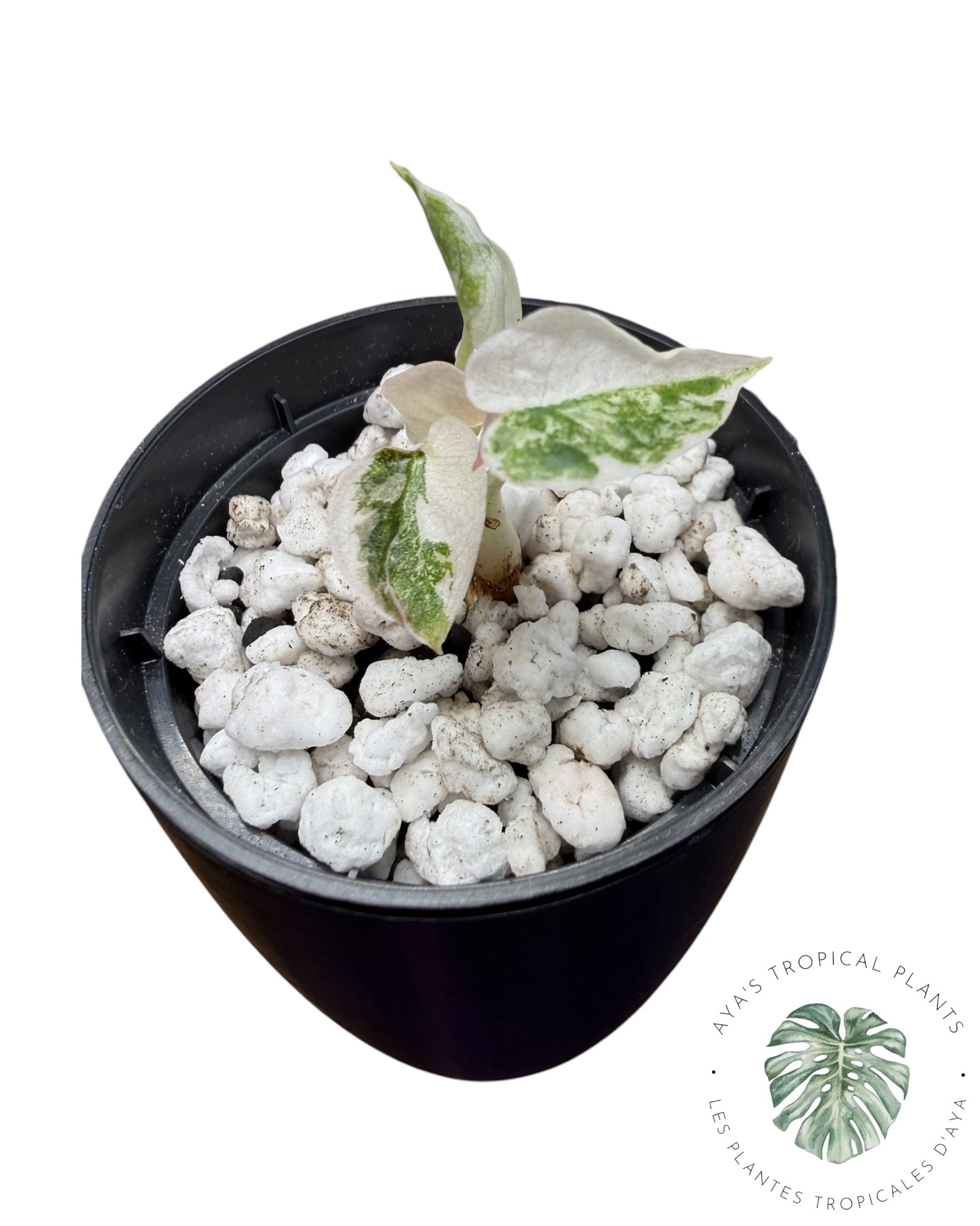 Alocasia Cuprea Pink Albo Variegated