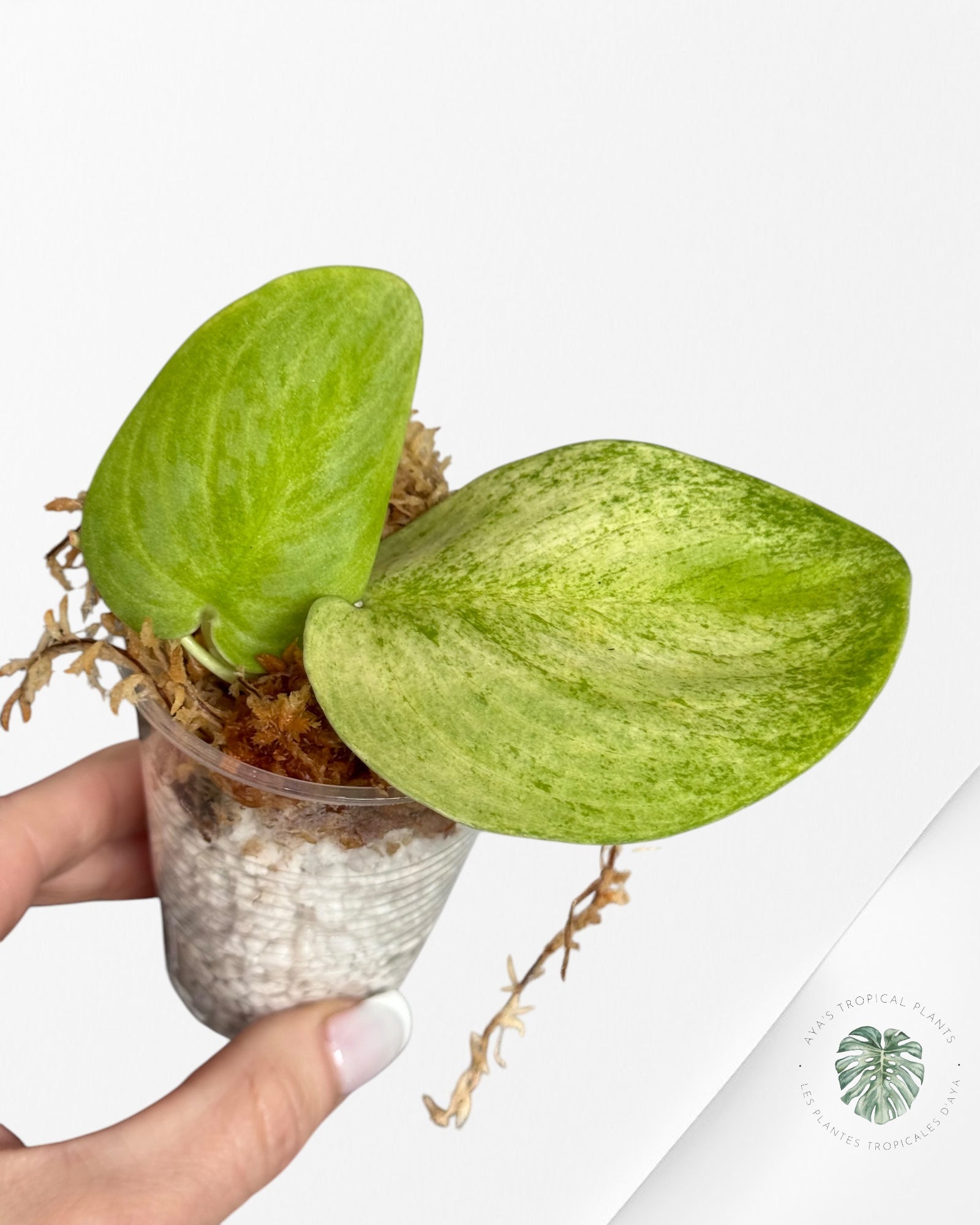 Scindapsus Lemon Lime-DI1