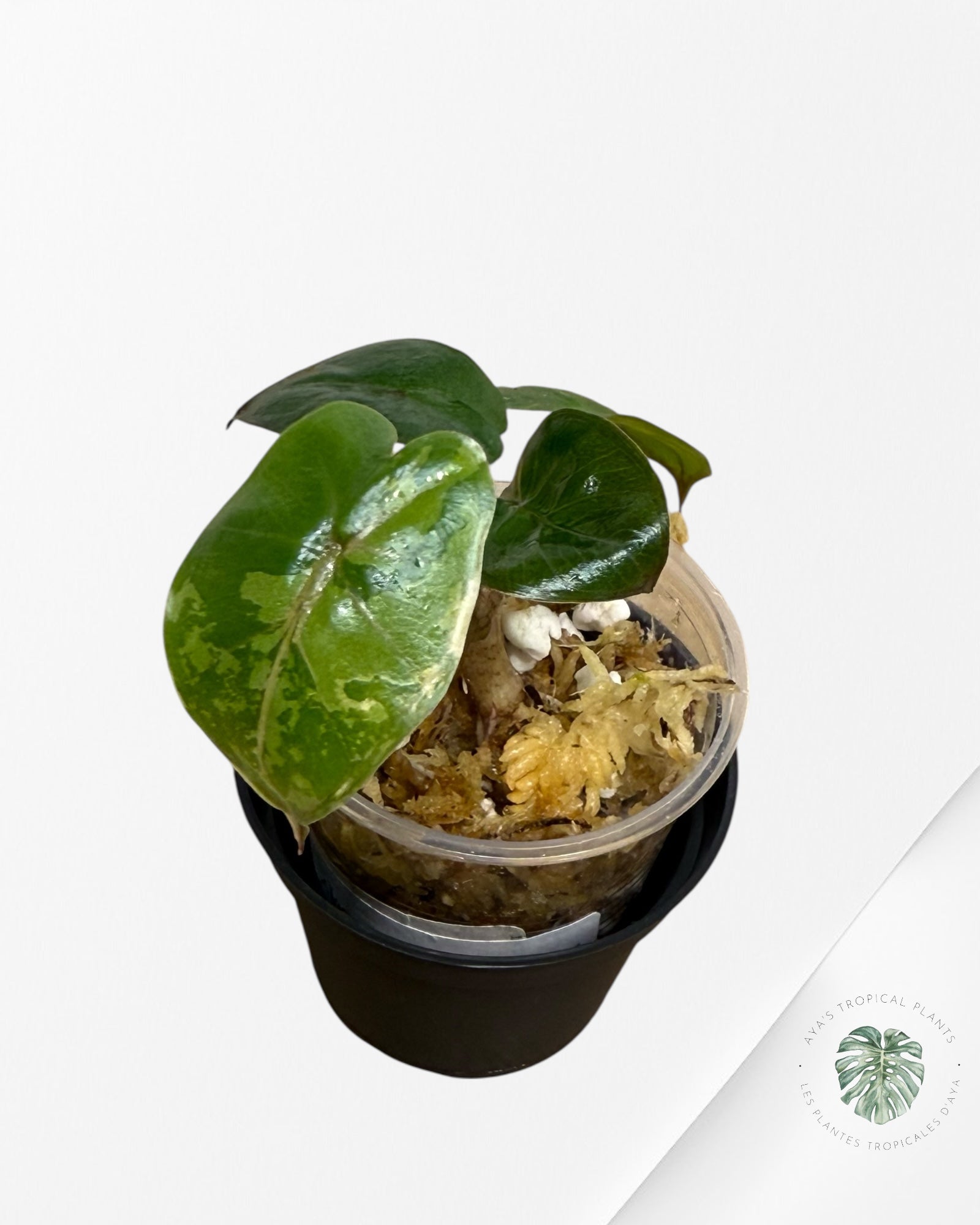 Alocasia Yucatan Princess Variegated- 35