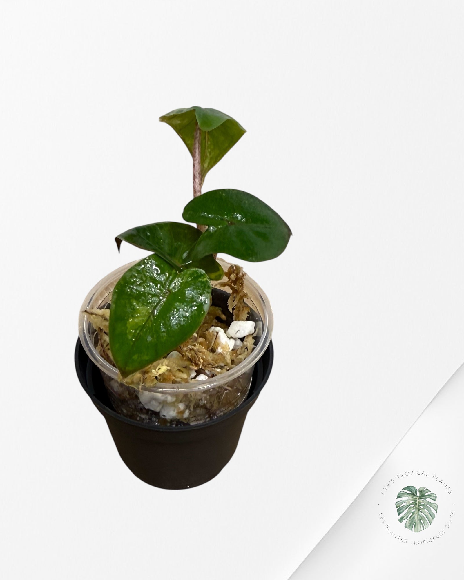 Alocasia Yucatan Princess Variegated- 35