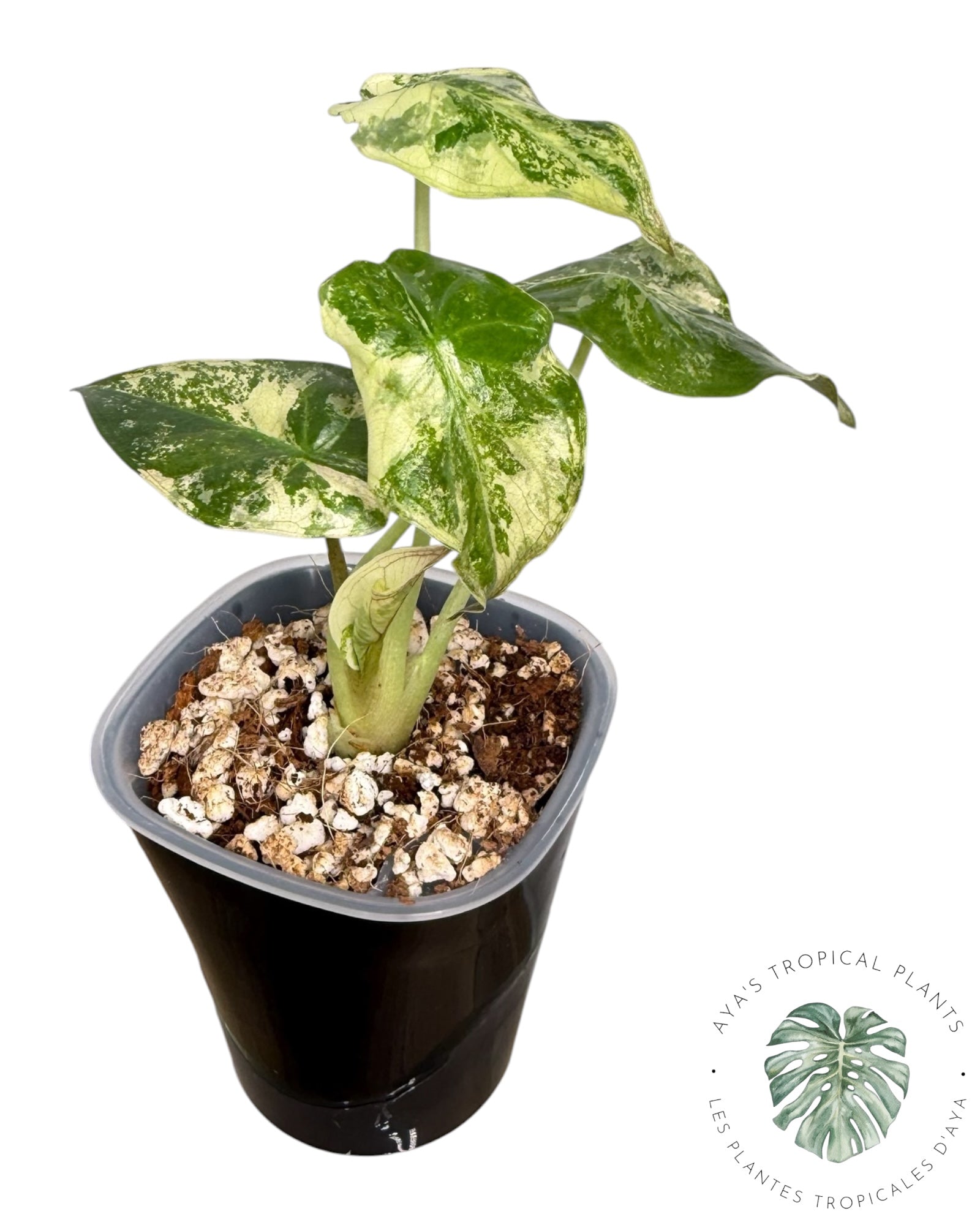 Alocasia Wentii Albo Pink Variegated