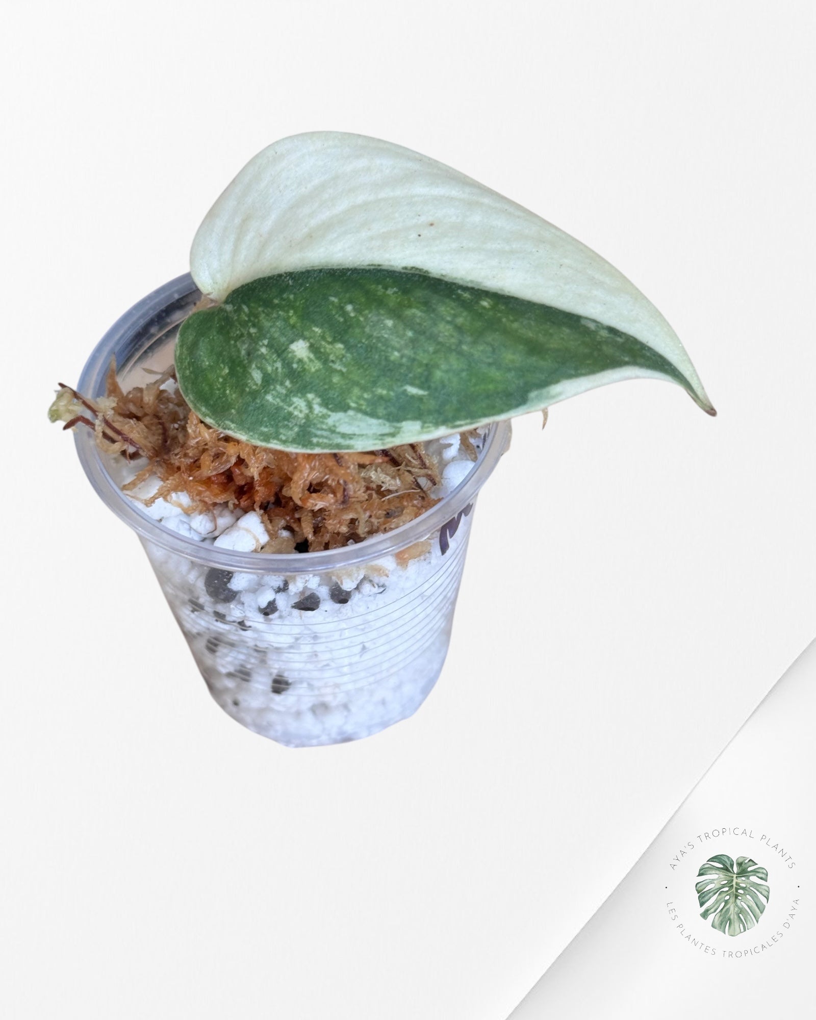 Scindapsus Sparklin Borneo -DI1