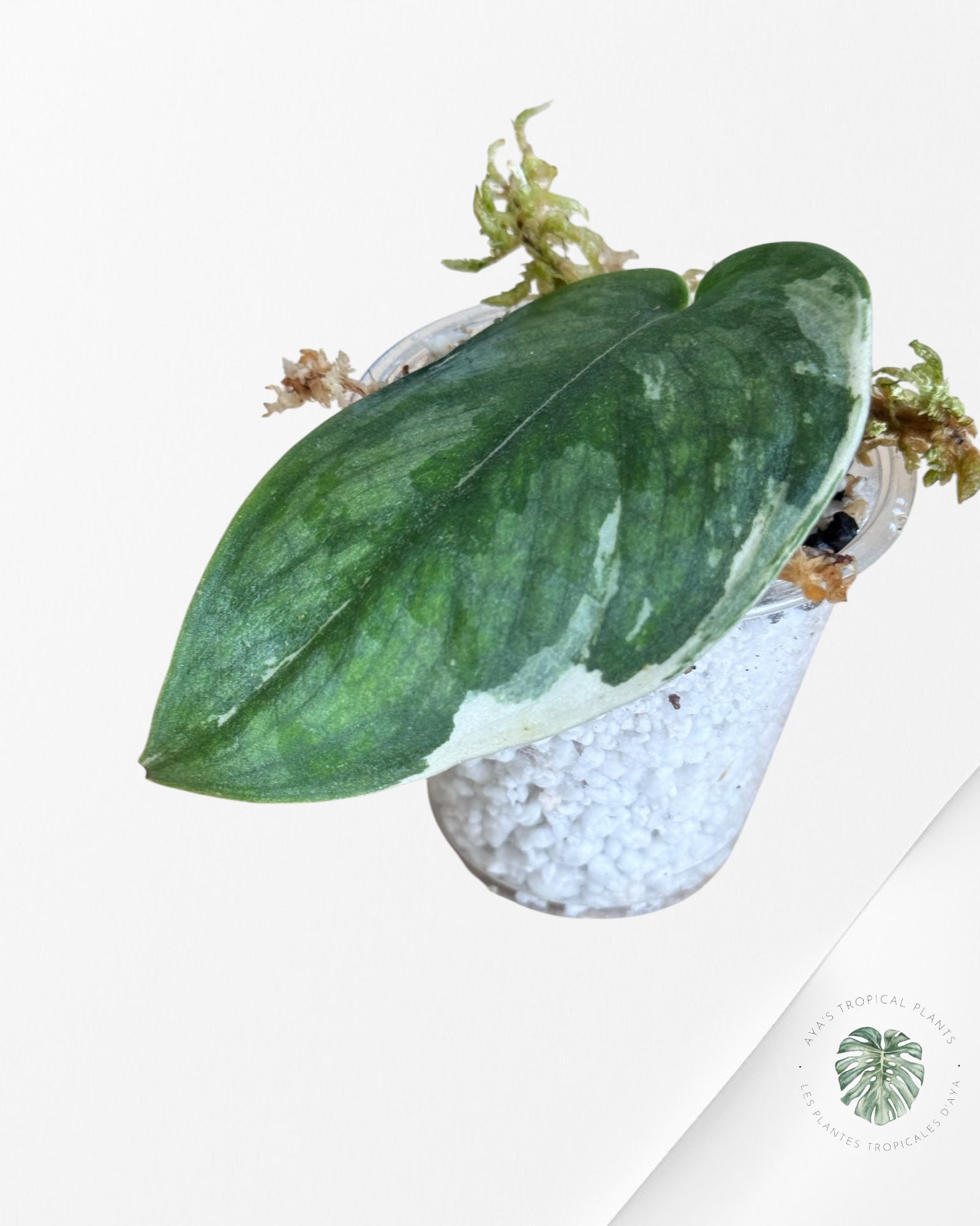Scindapsus Sparklin Borneo -DI2