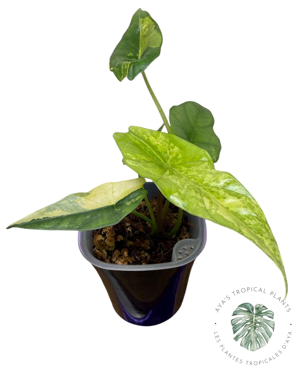 Alocasia Simpo Aurea Variégata