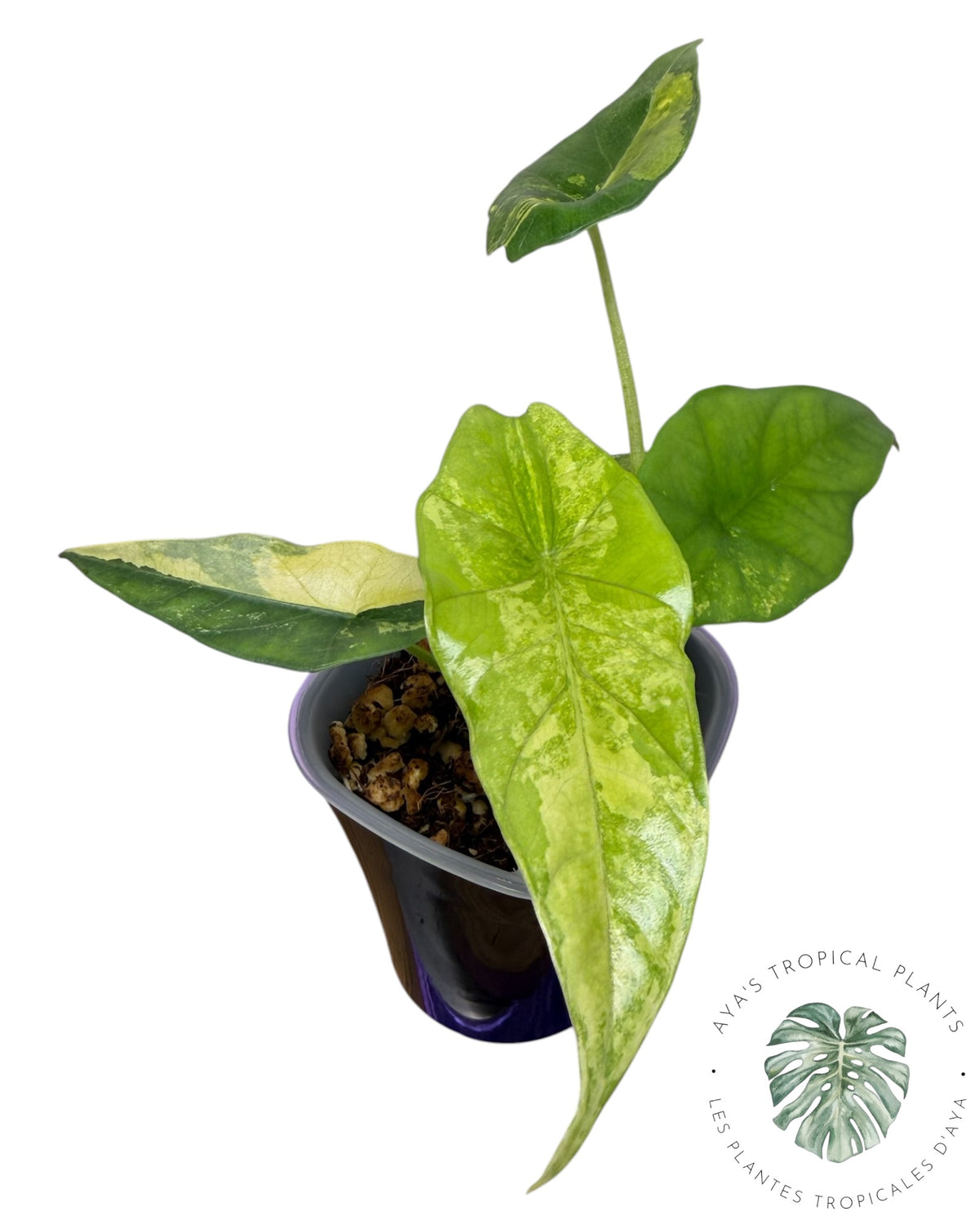 Alocasia Simpo Aurea Variégata