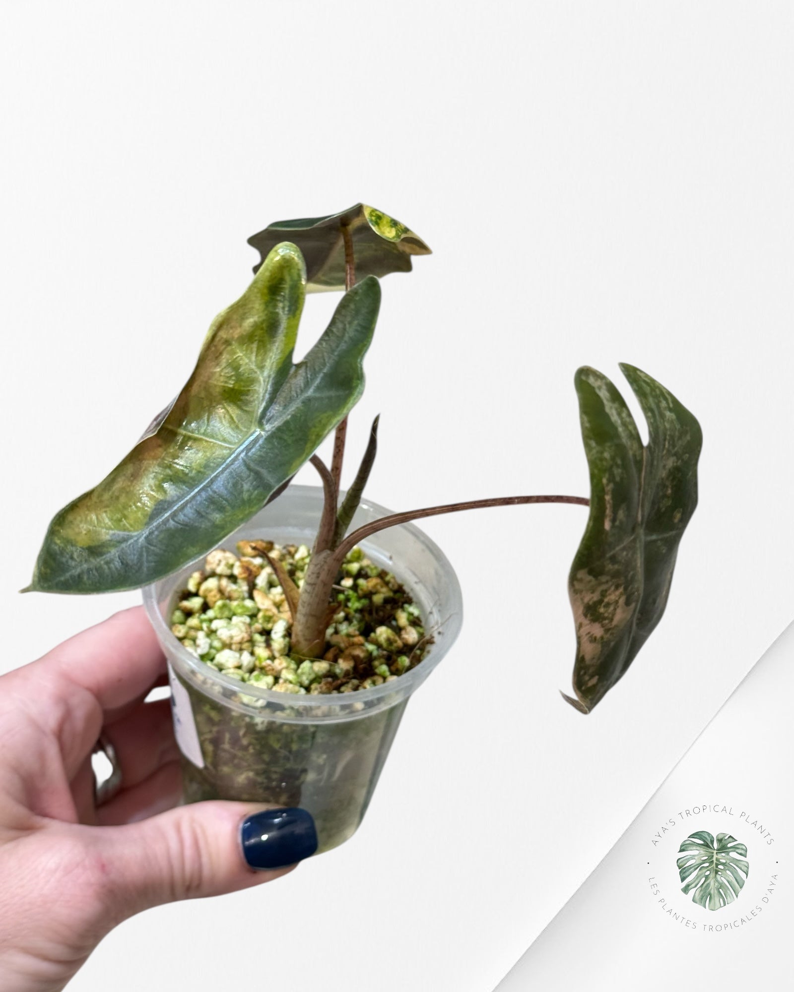 Alocasia Pseudo Sanderiana Variegated Aurea| Rare TC Plant| Aya's Tropical Plants